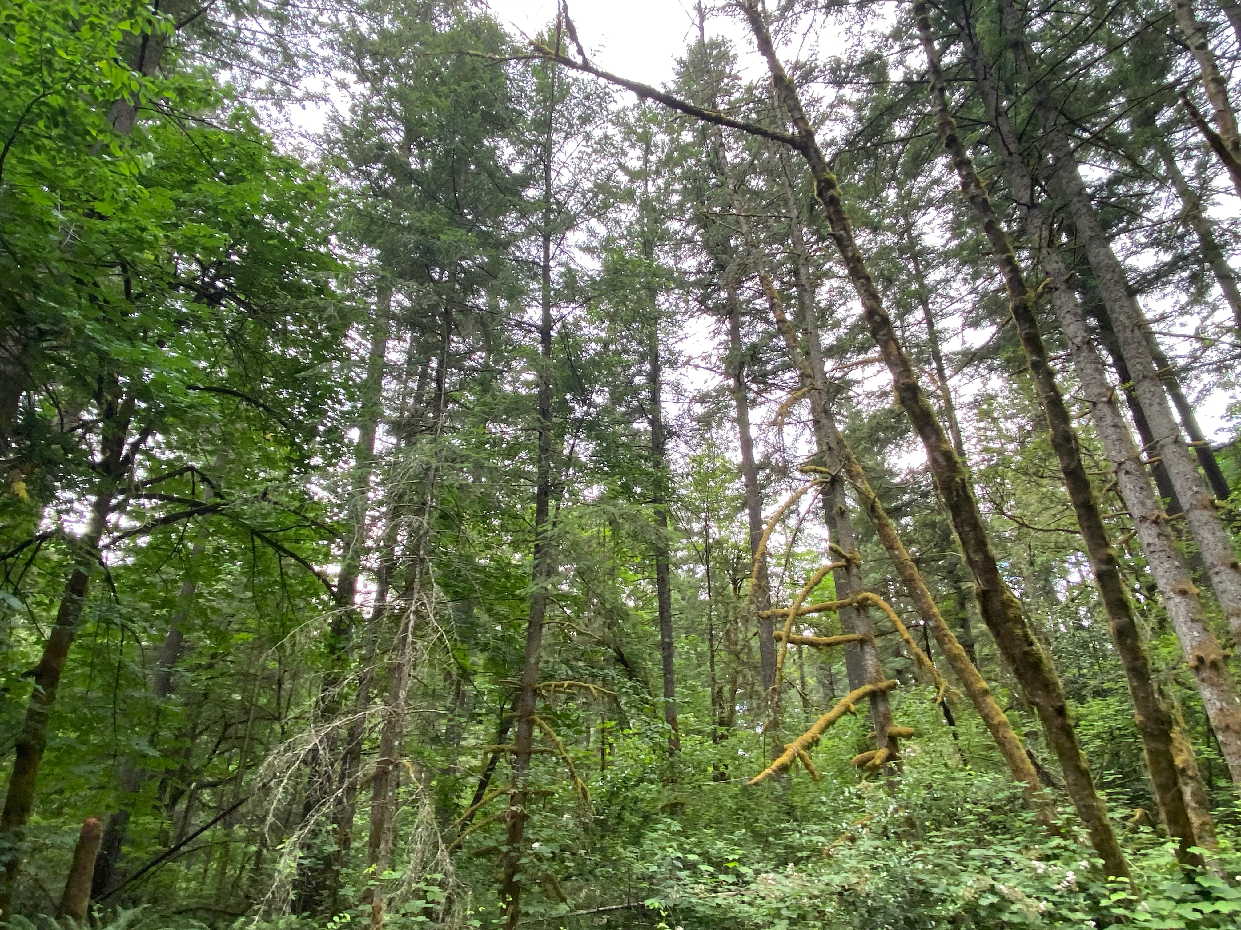 Round Lake Loop via Lacamas Creek