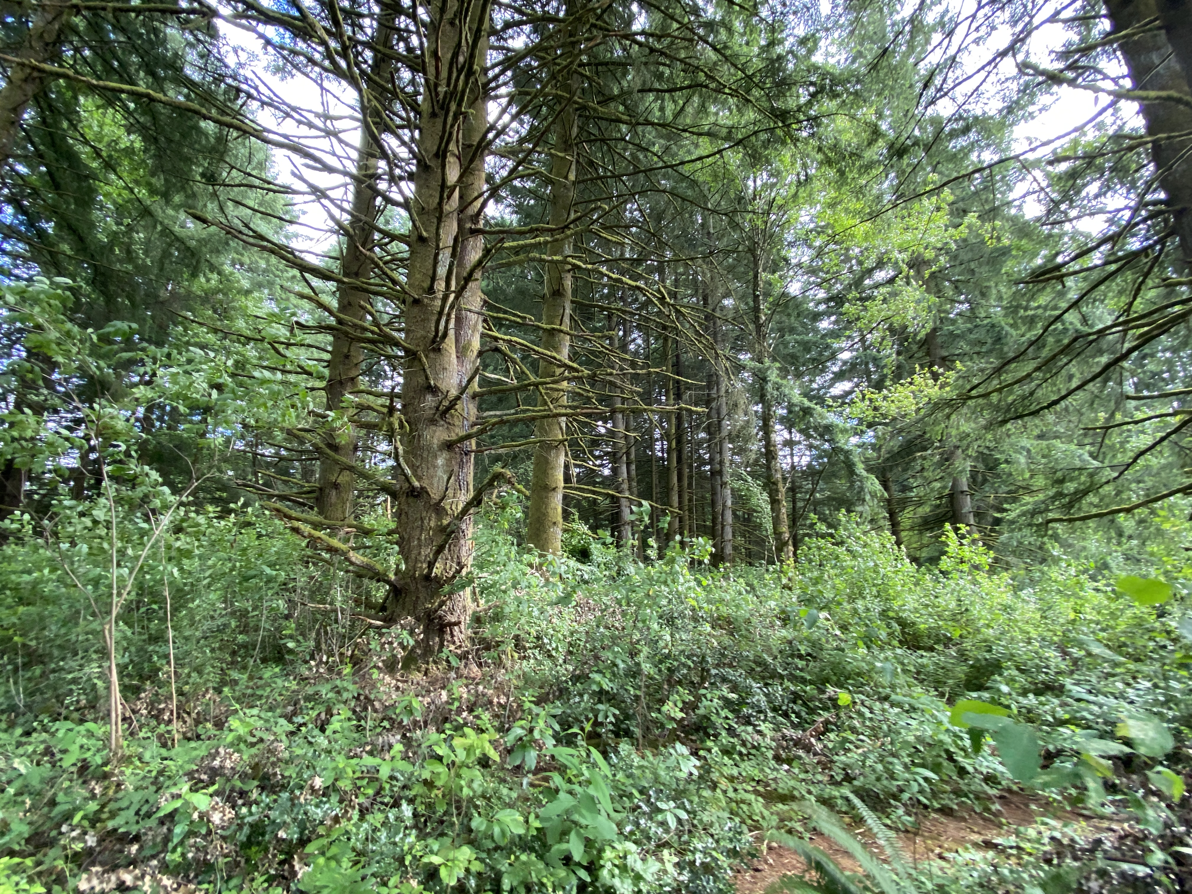 Hike Lacamas Heritage Trail