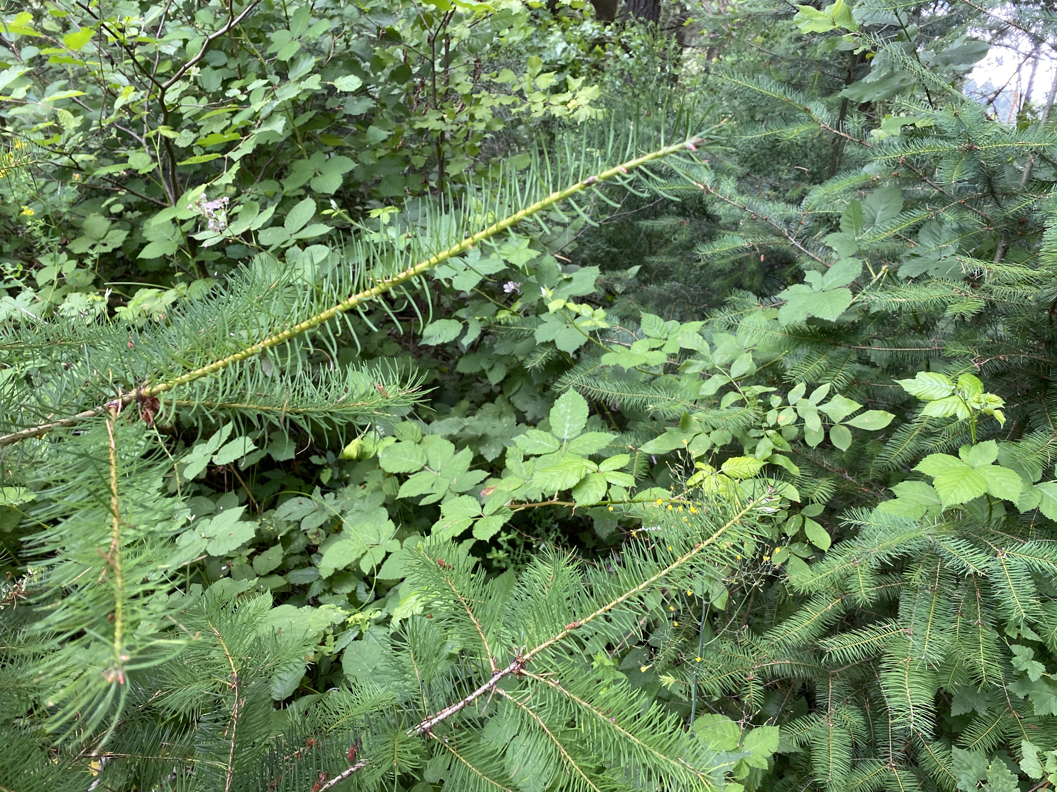 Hike Lacamas Heritage Trail