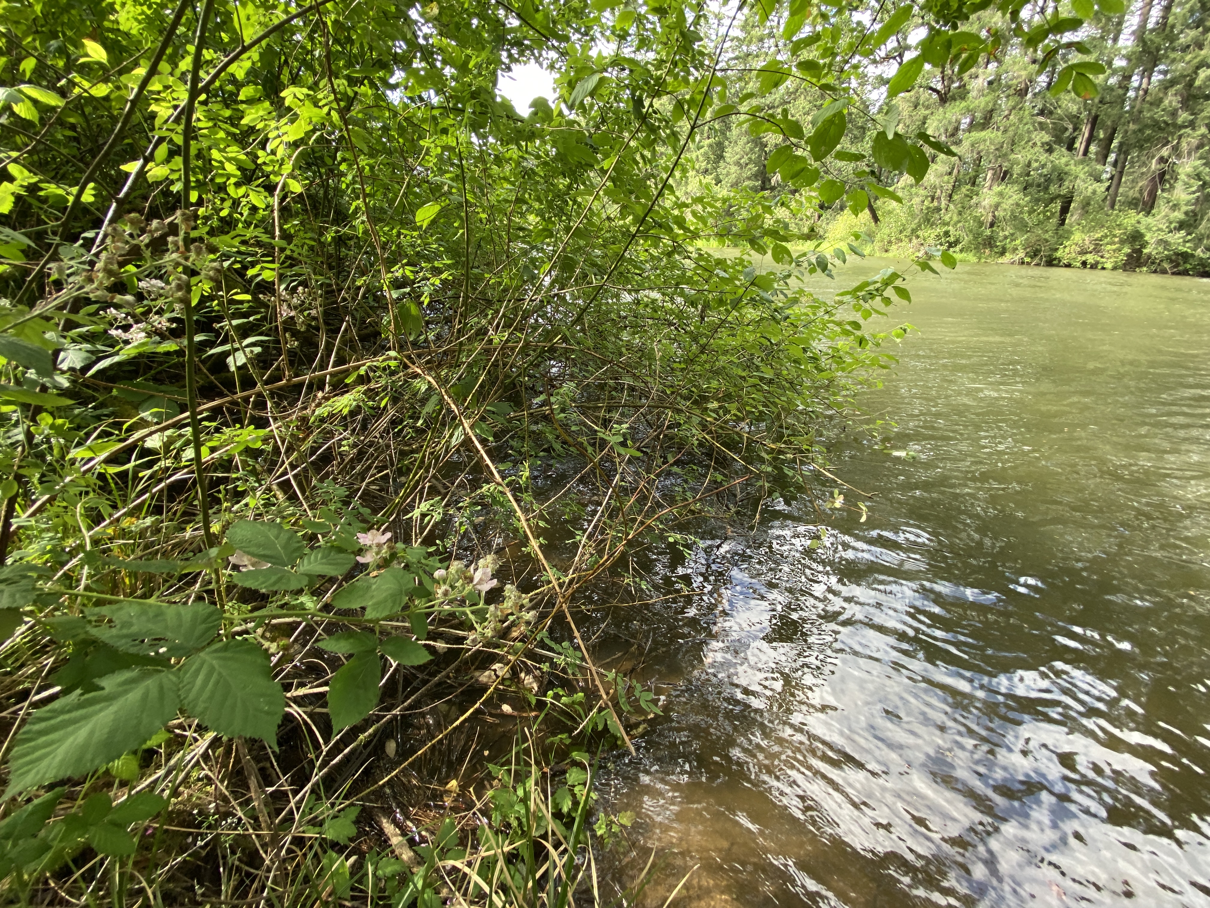 Hike Lacamas Heritage Trail