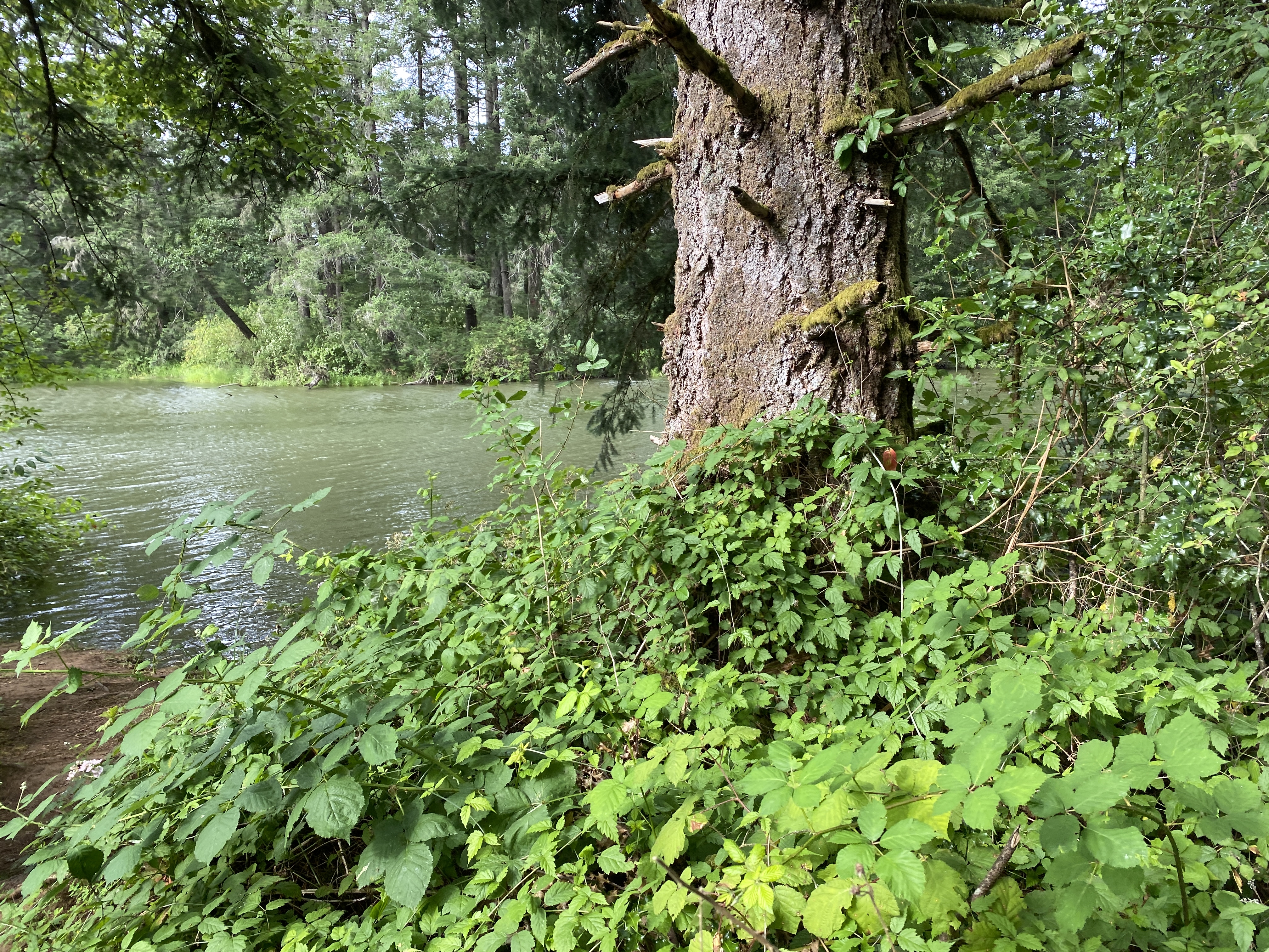 Hike Lacamas Heritage Trail