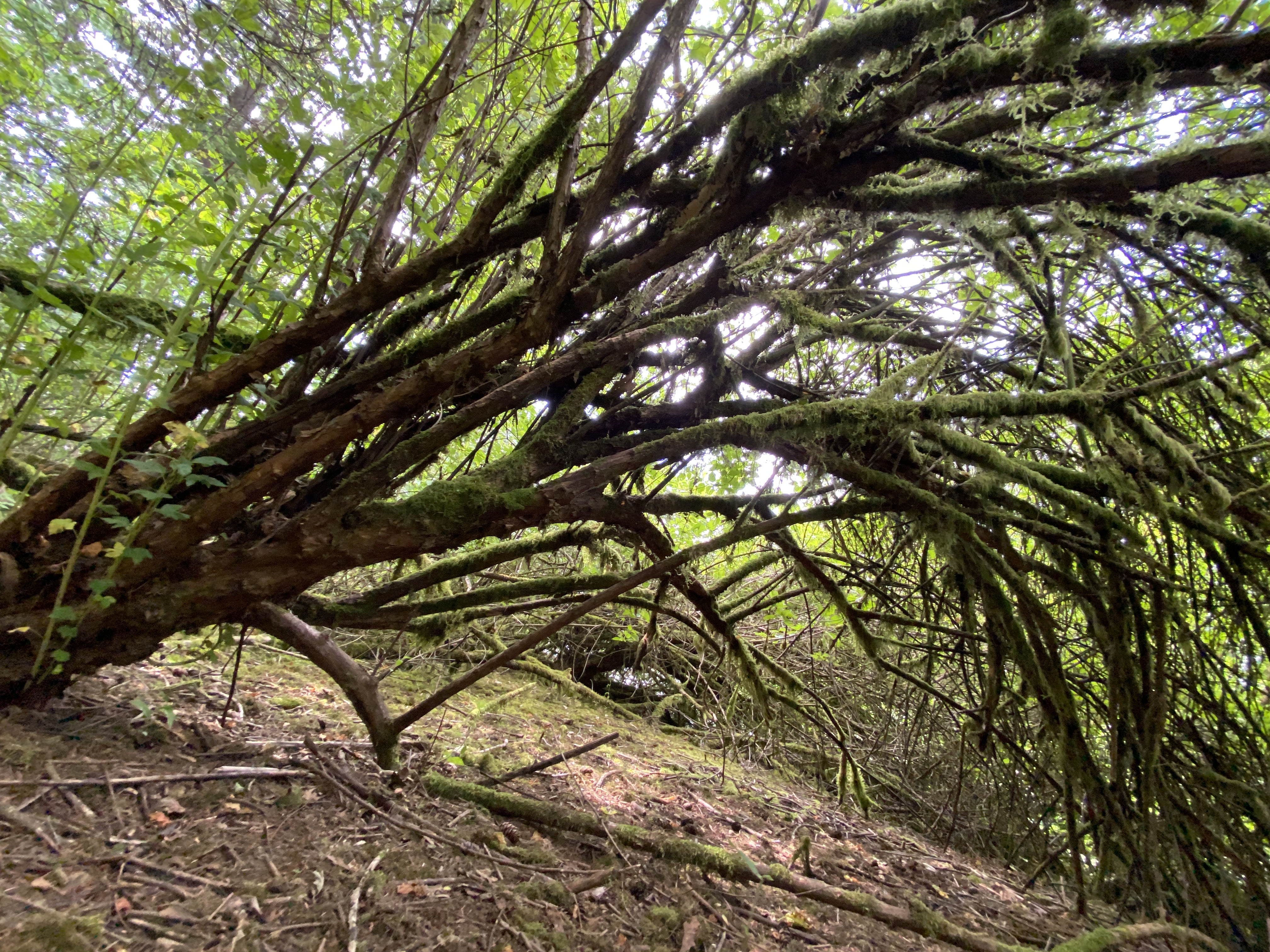 Hike Lacamas Heritage Trail
