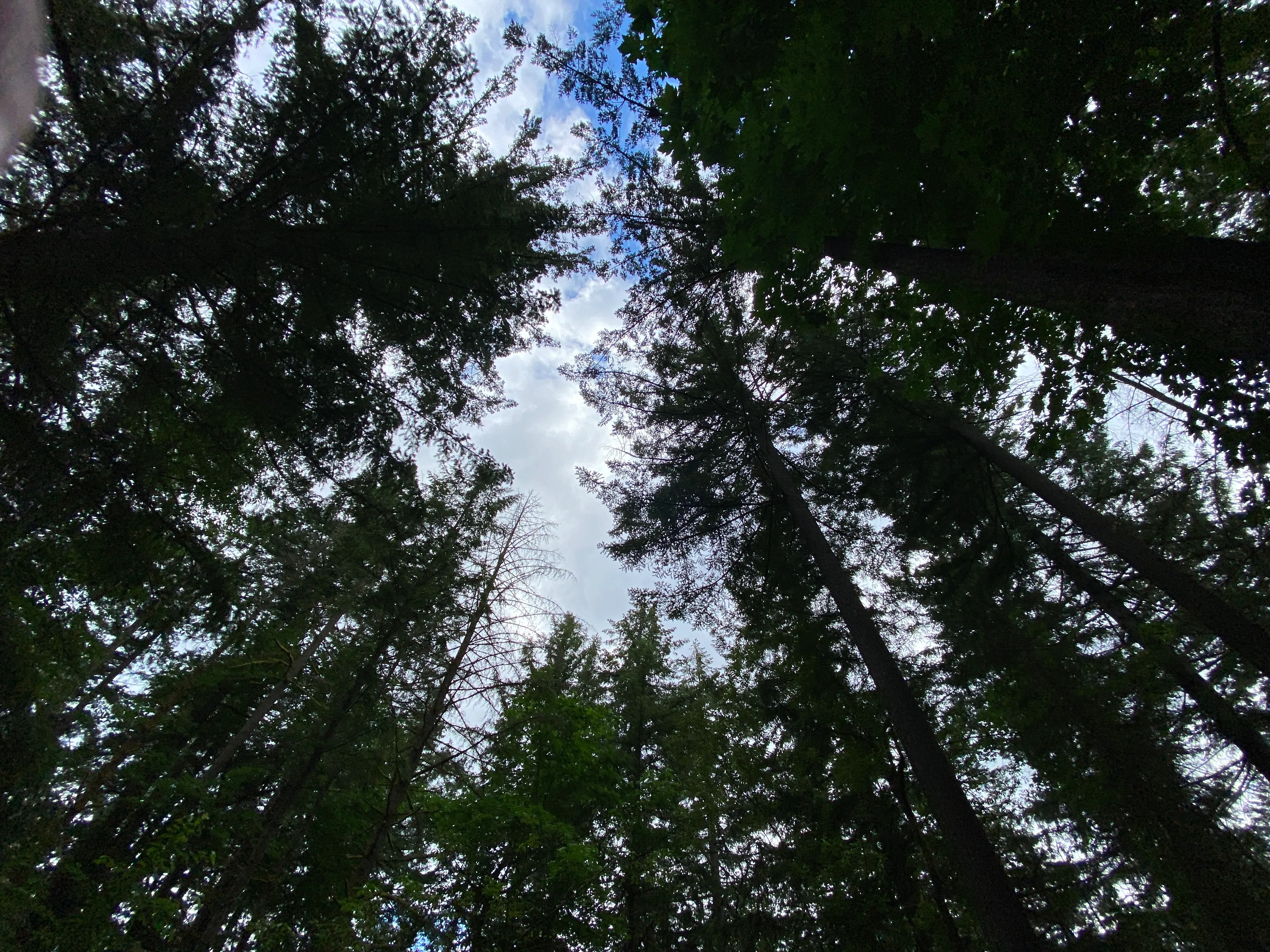Round Lake Loop via Lacamas Creek