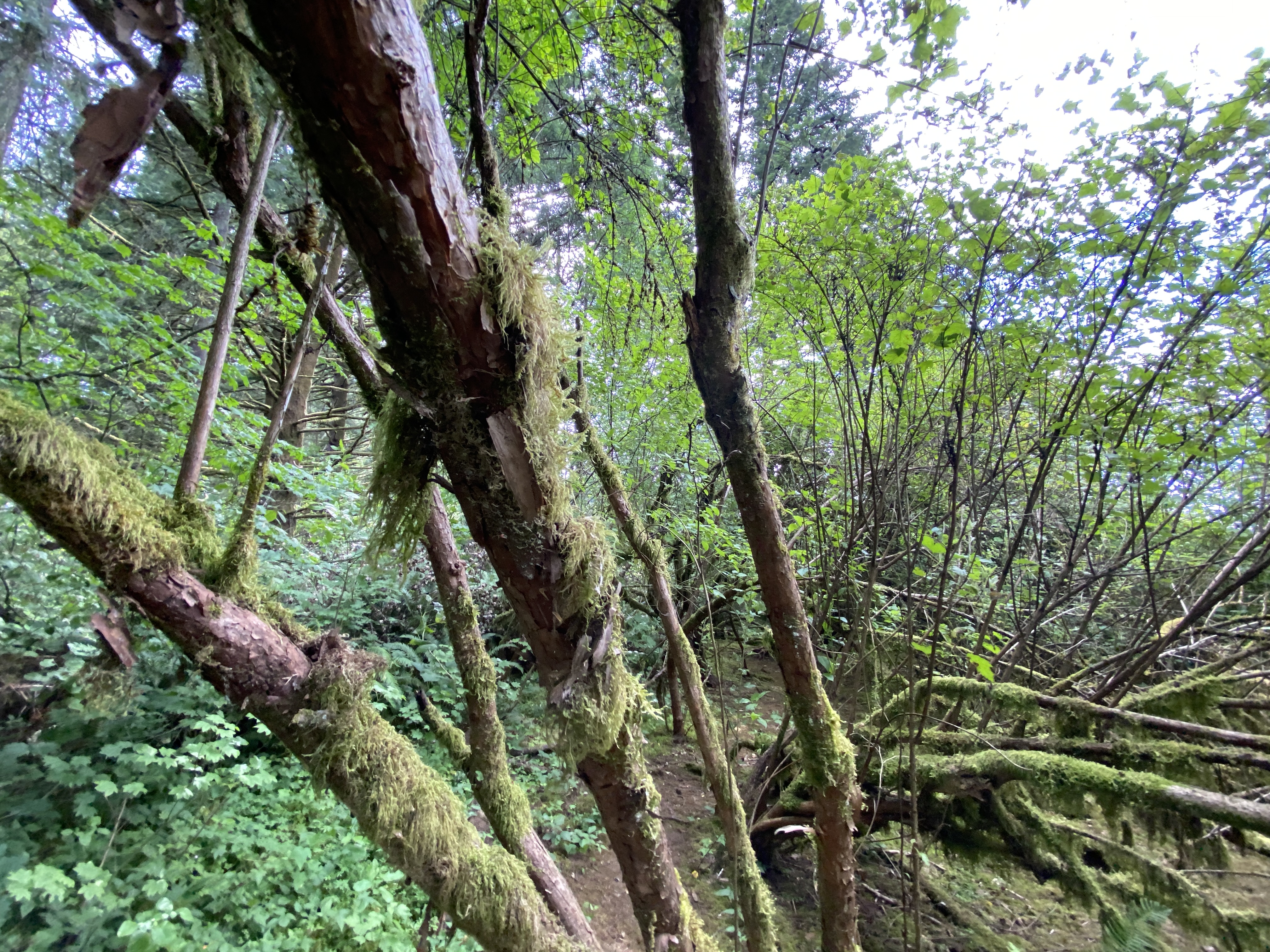 Hike Lacamas Heritage Trail