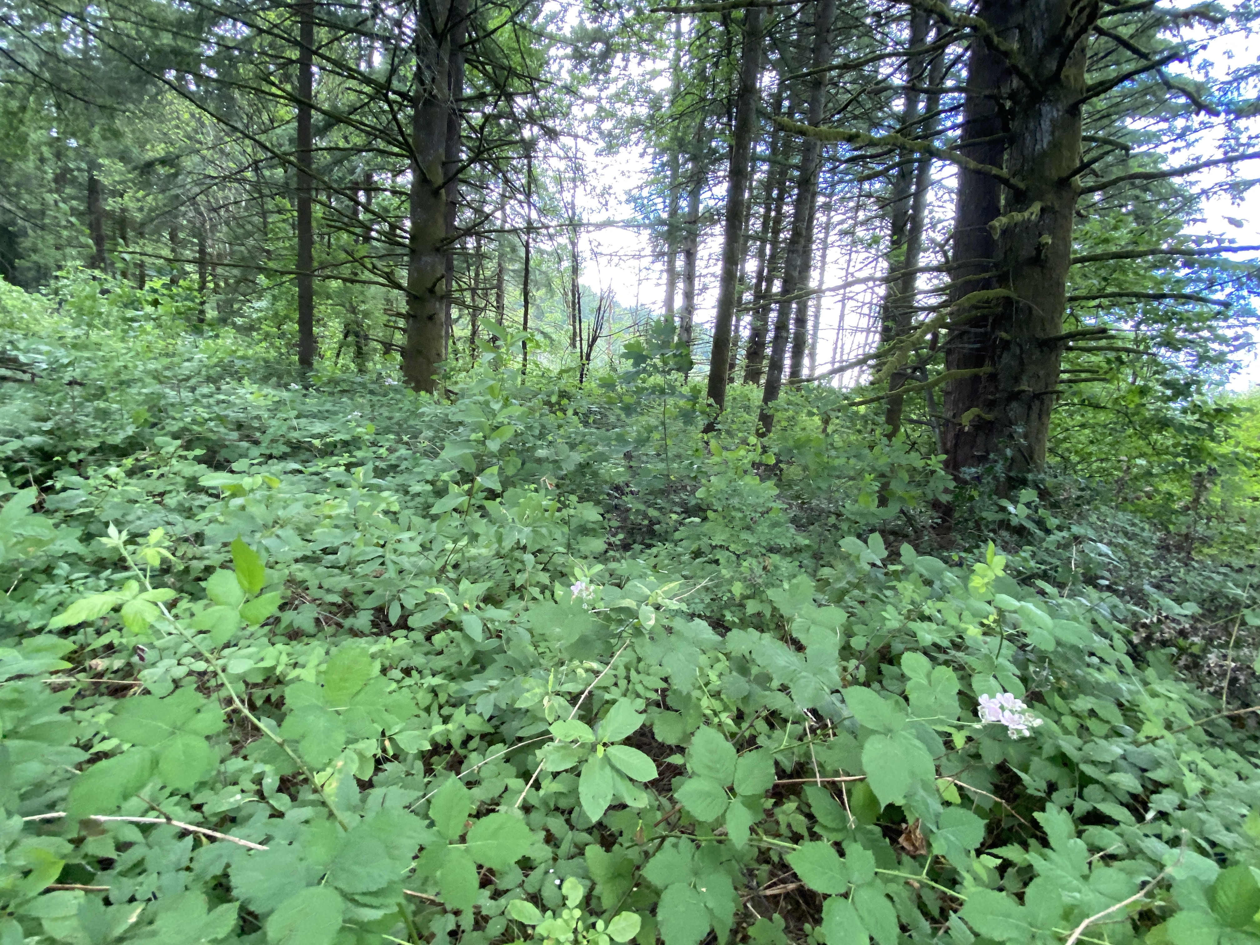 Hike Lacamas Heritage Trail