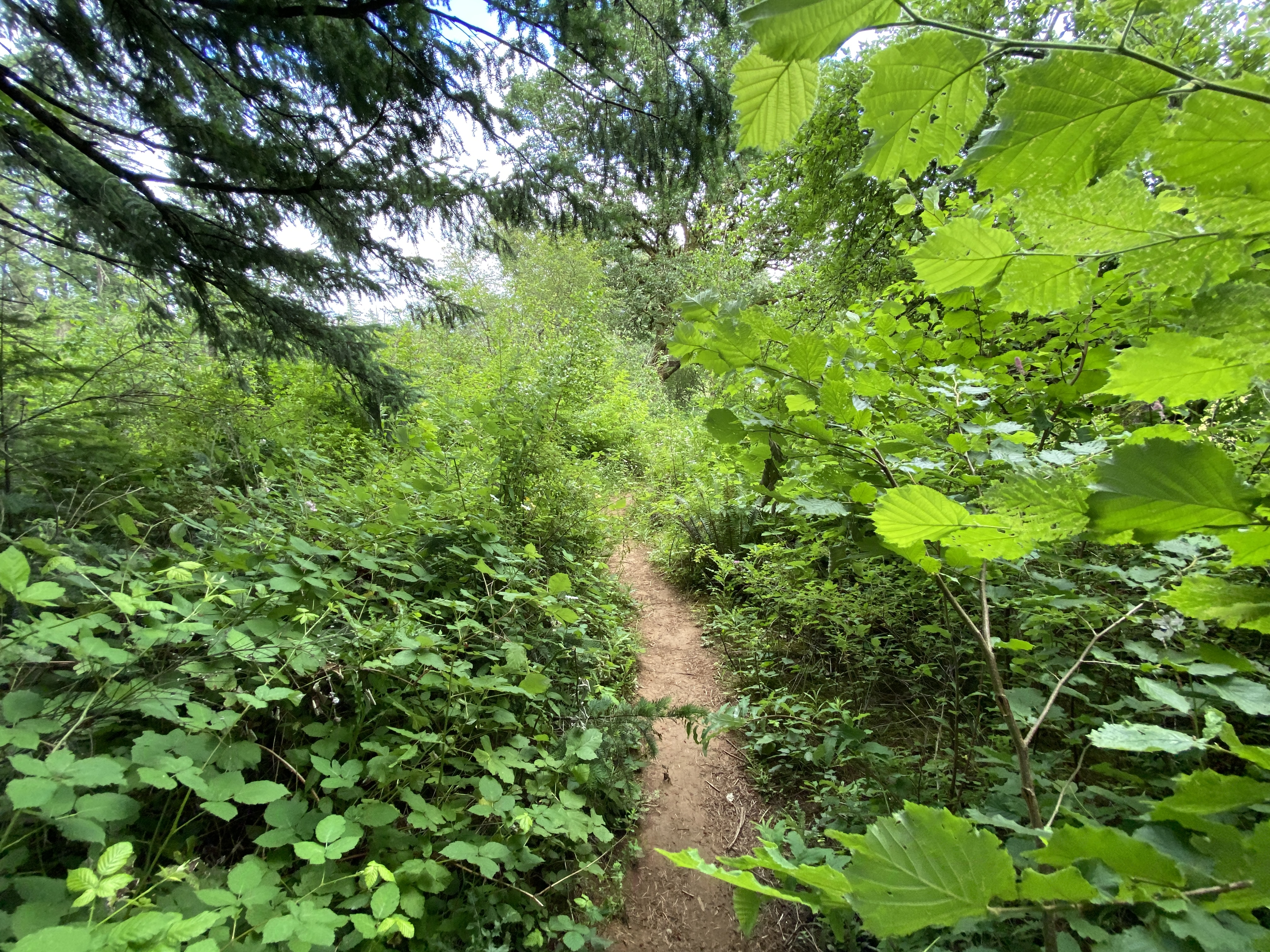 Hike Lacamas Heritage Trail