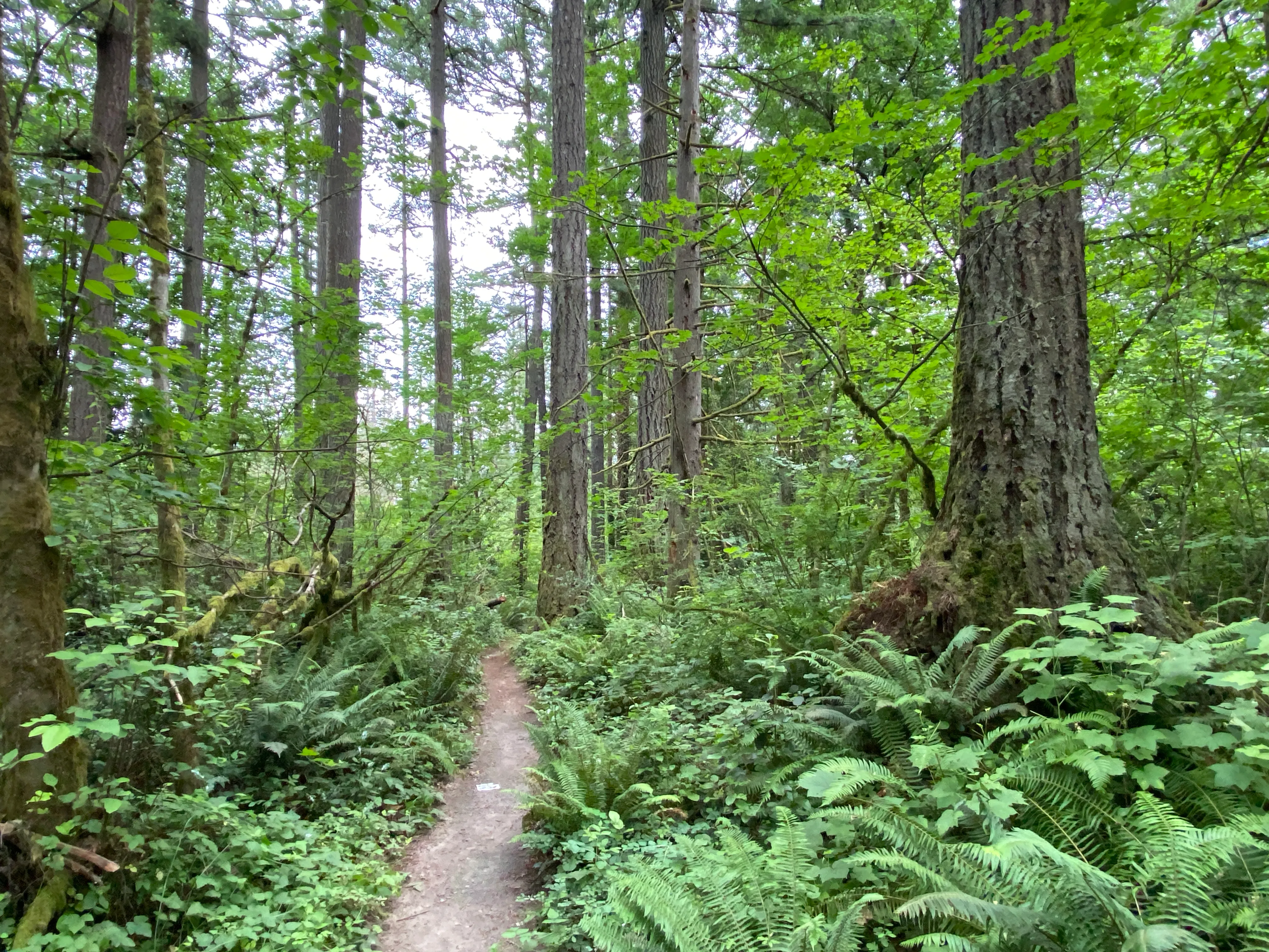 Round Lake Loop via Lacamas Creek