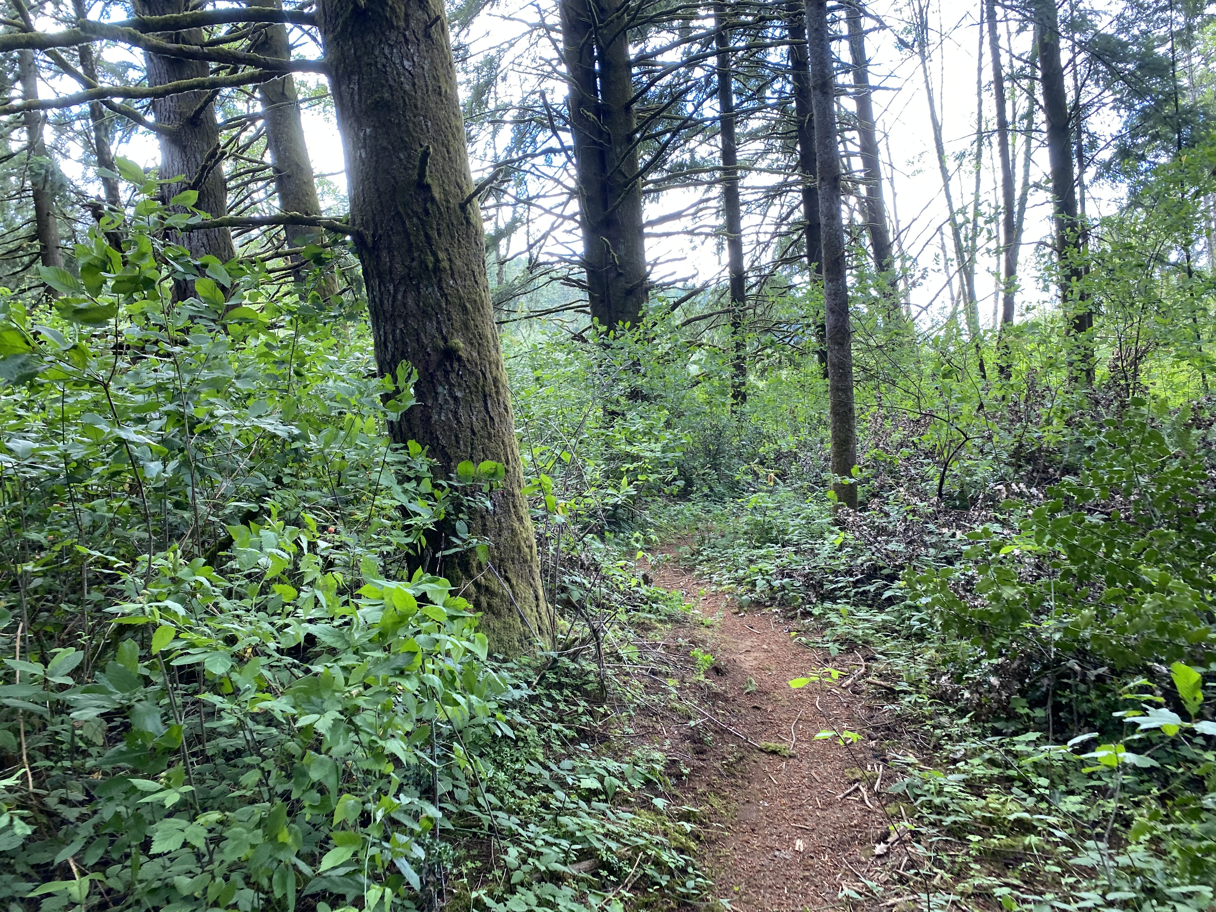 Hike Lacamas Heritage Trail