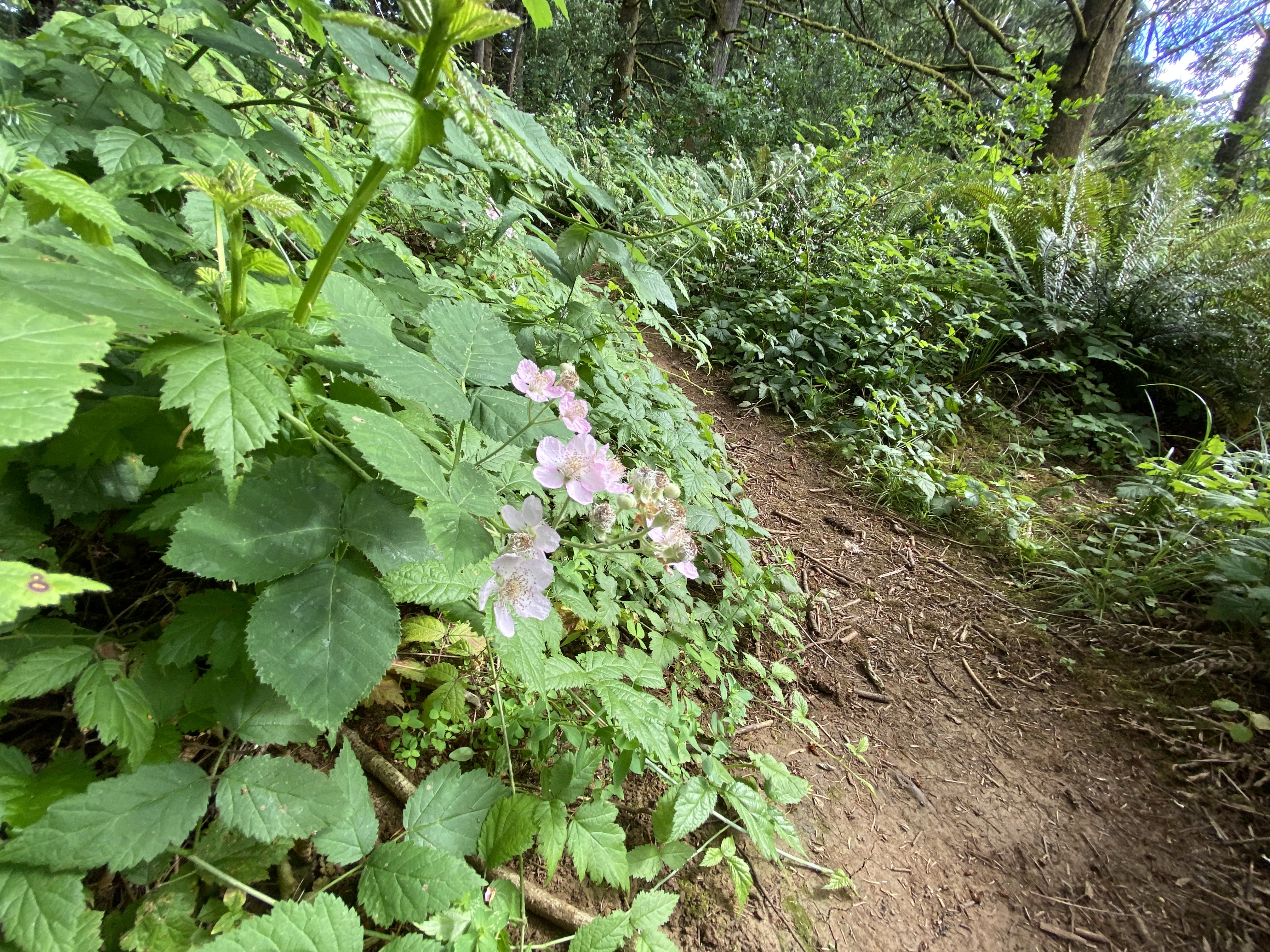 Hike Lacamas Heritage Trail