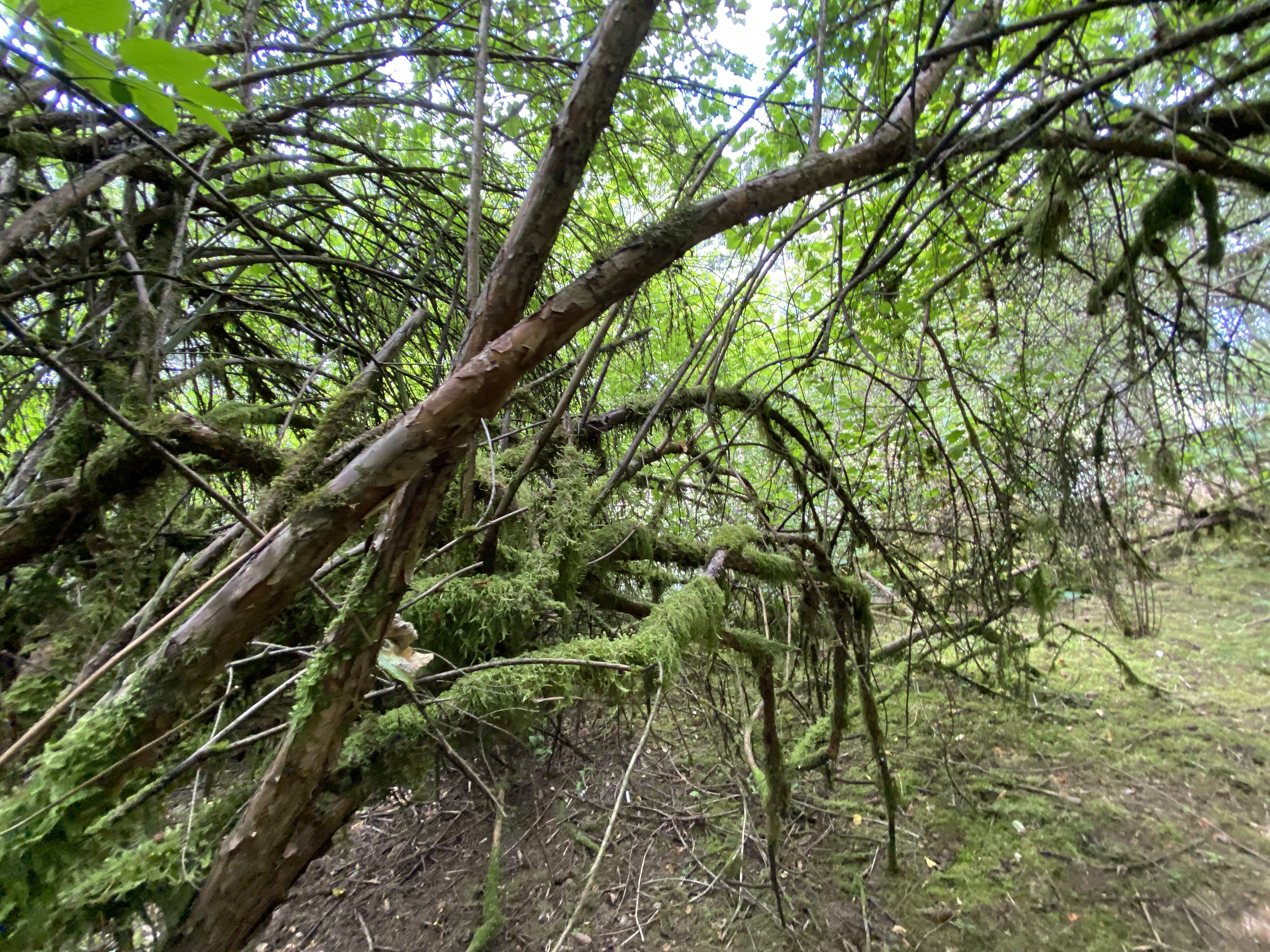 Hike Lacamas Heritage Trail
