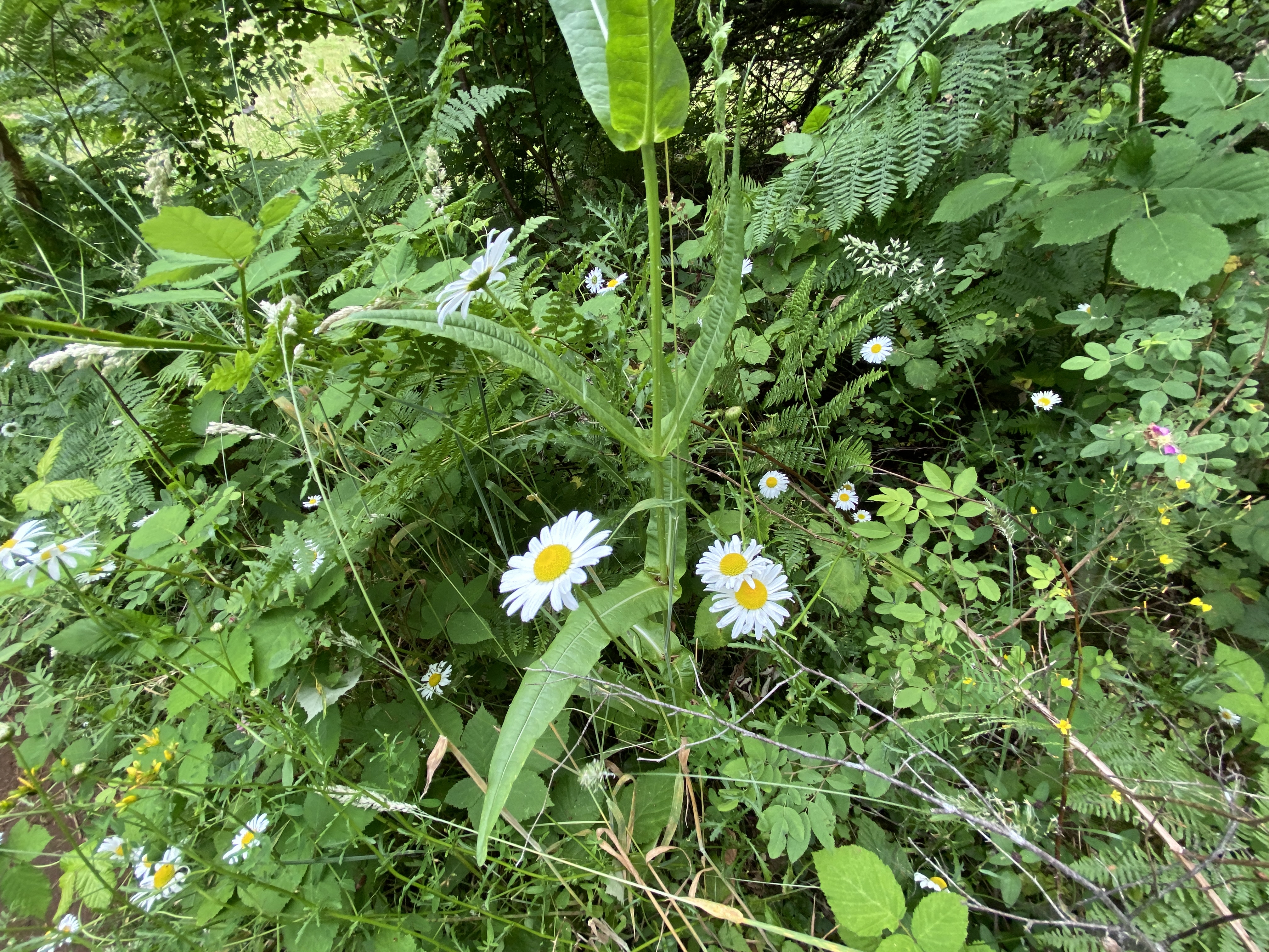 Hike Lacamas Heritage Trail