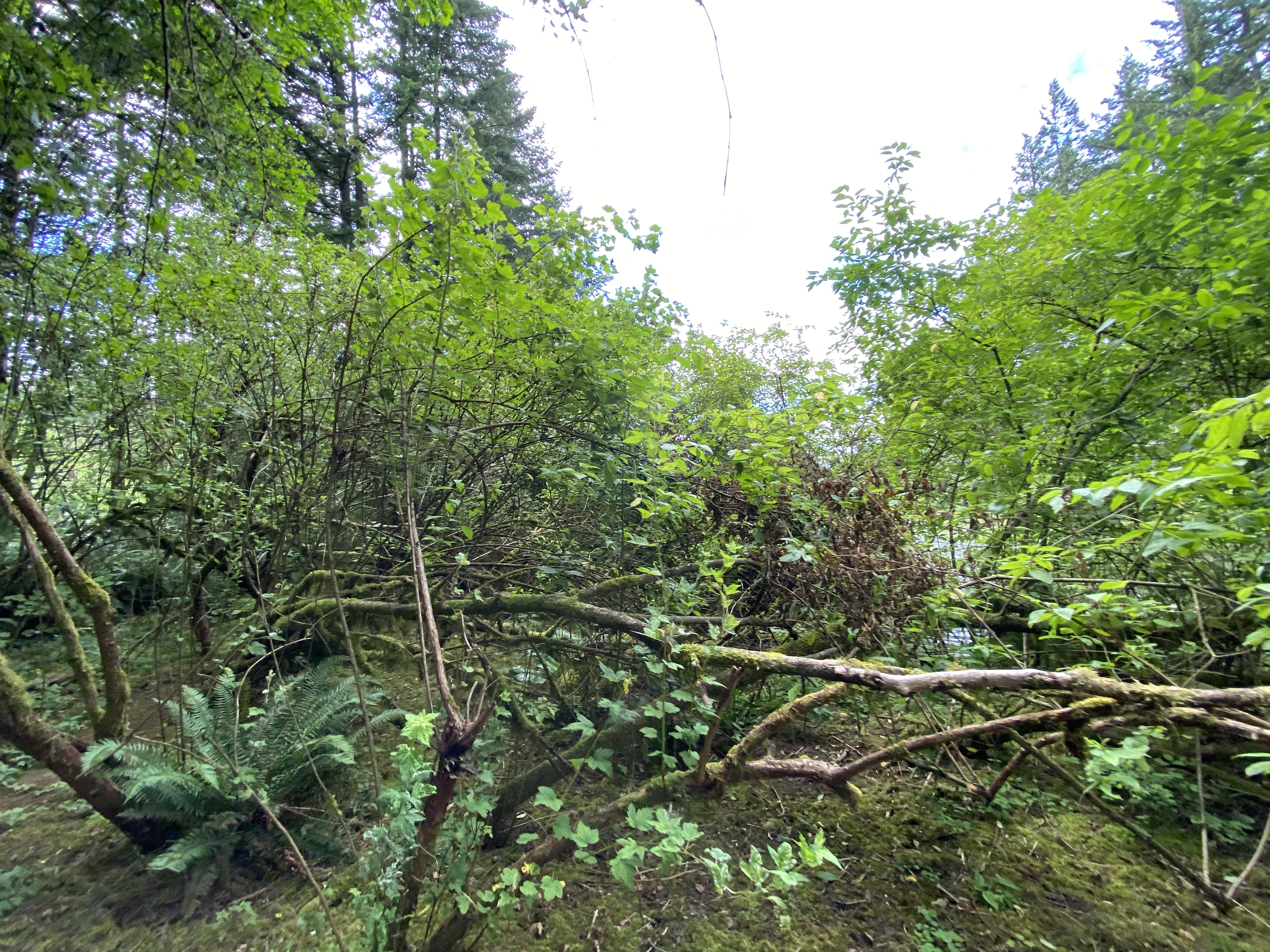 Hike Lacamas Heritage Trail