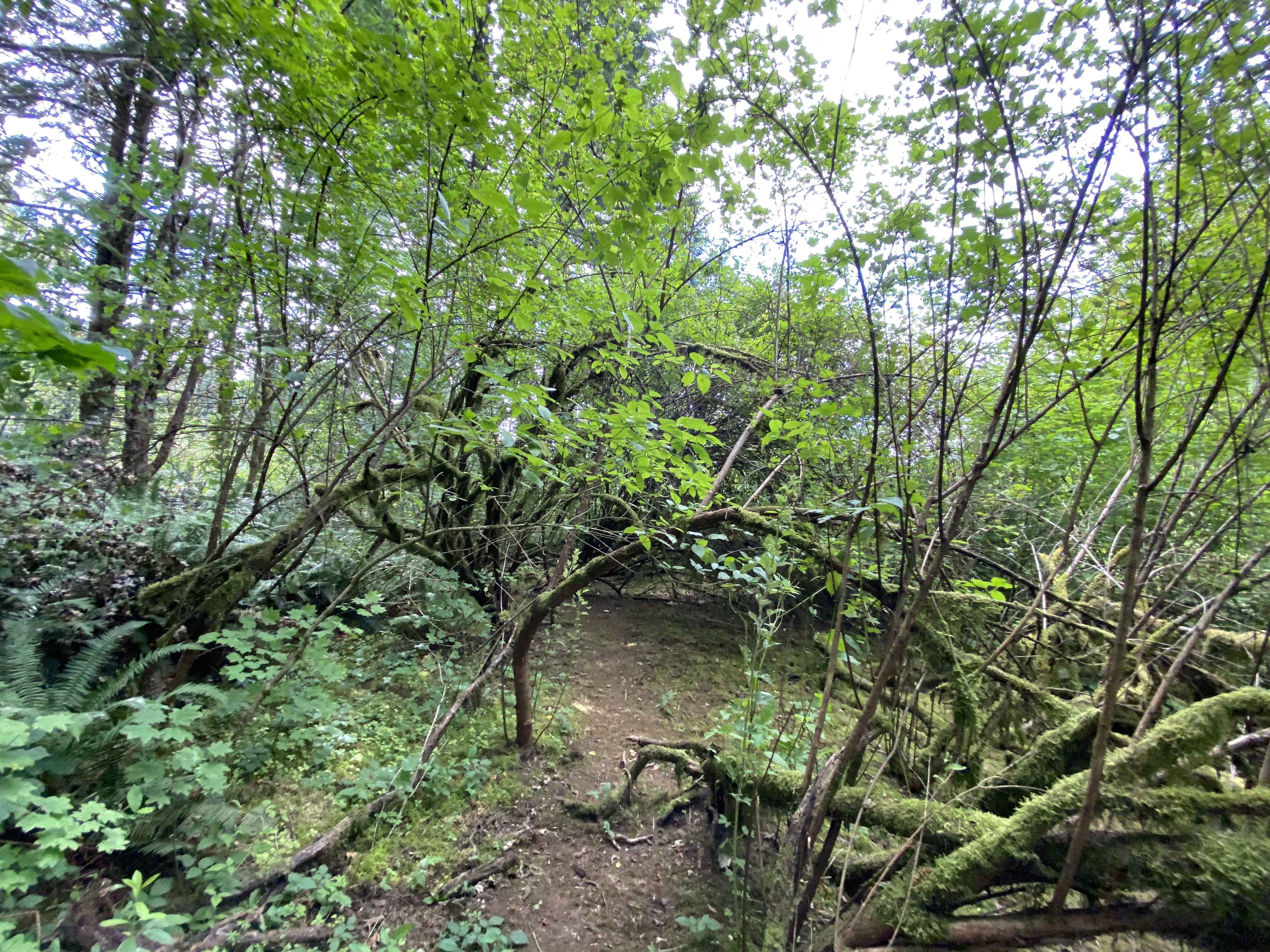 Hike Lacamas Heritage Trail