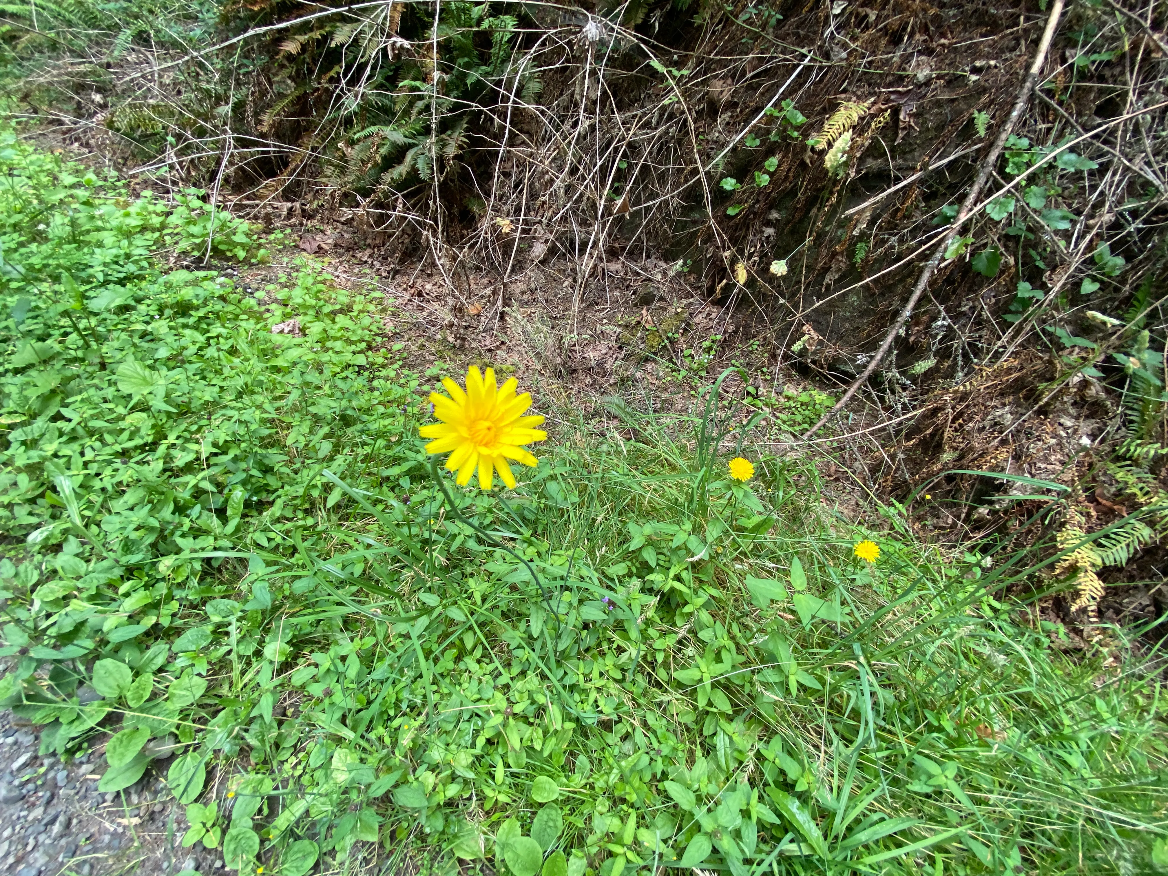 Round Lake Loop via Lacamas Creek