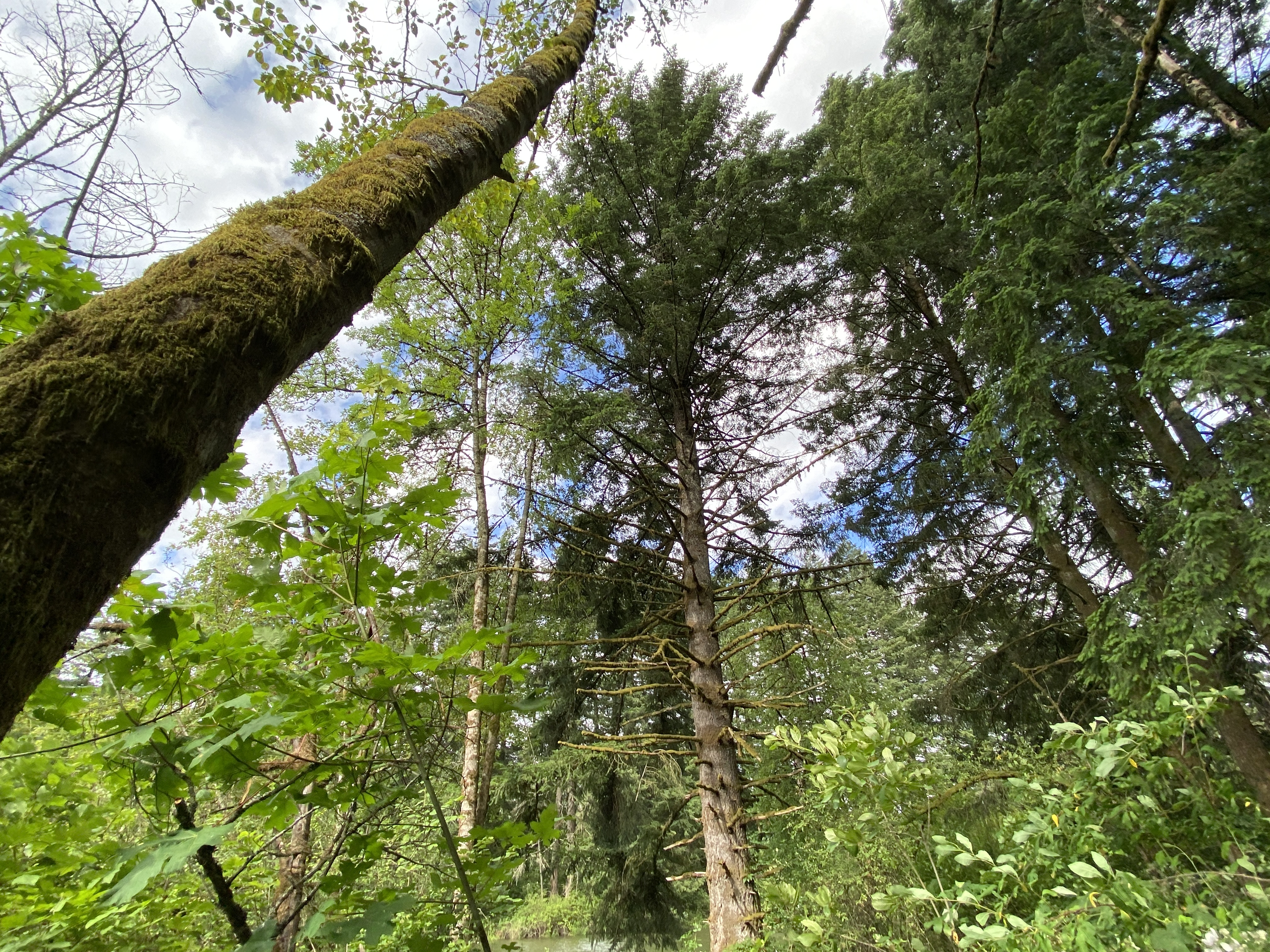 Hike Lacamas Heritage Trail