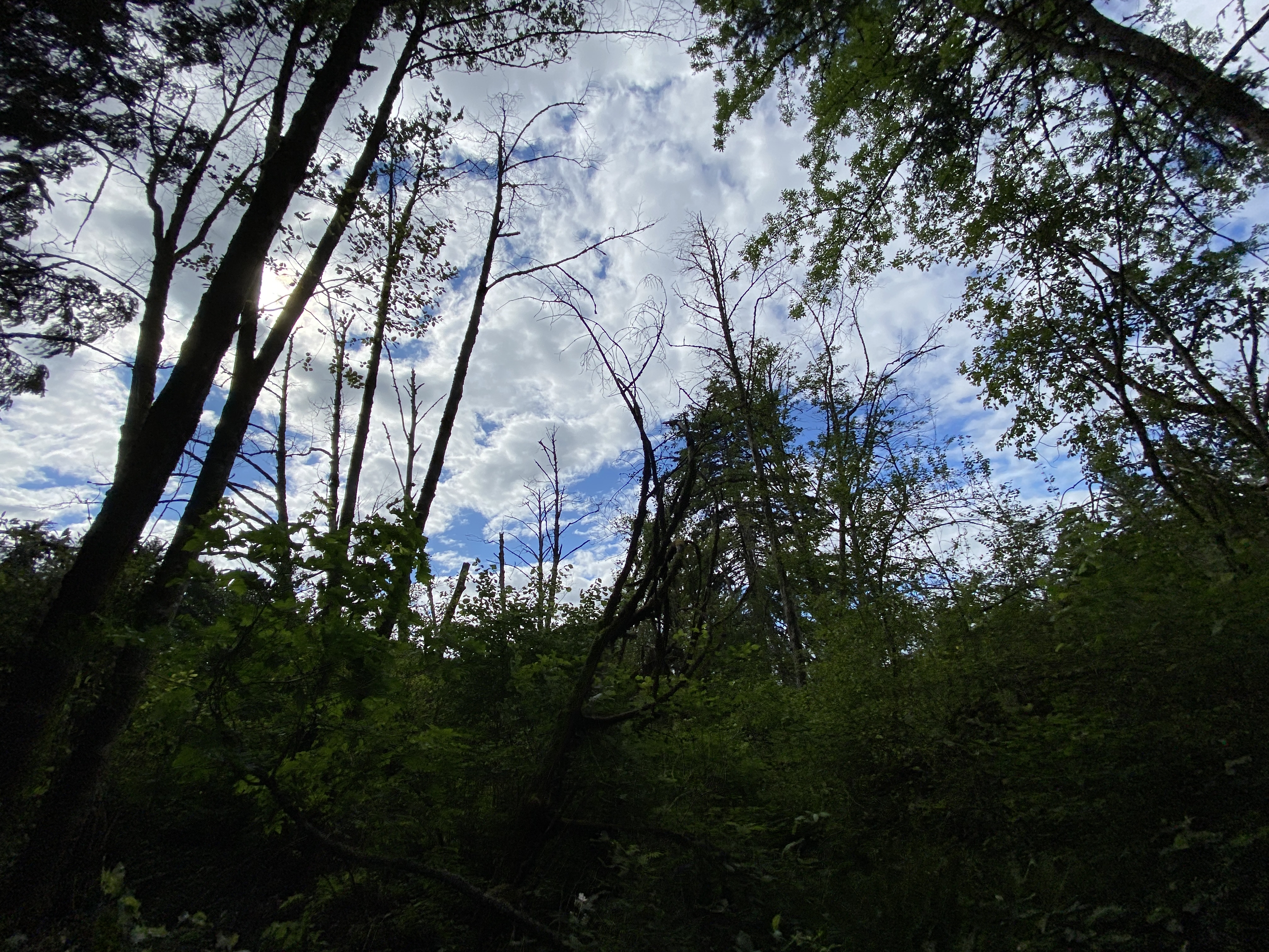 Hike Lacamas Heritage Trail