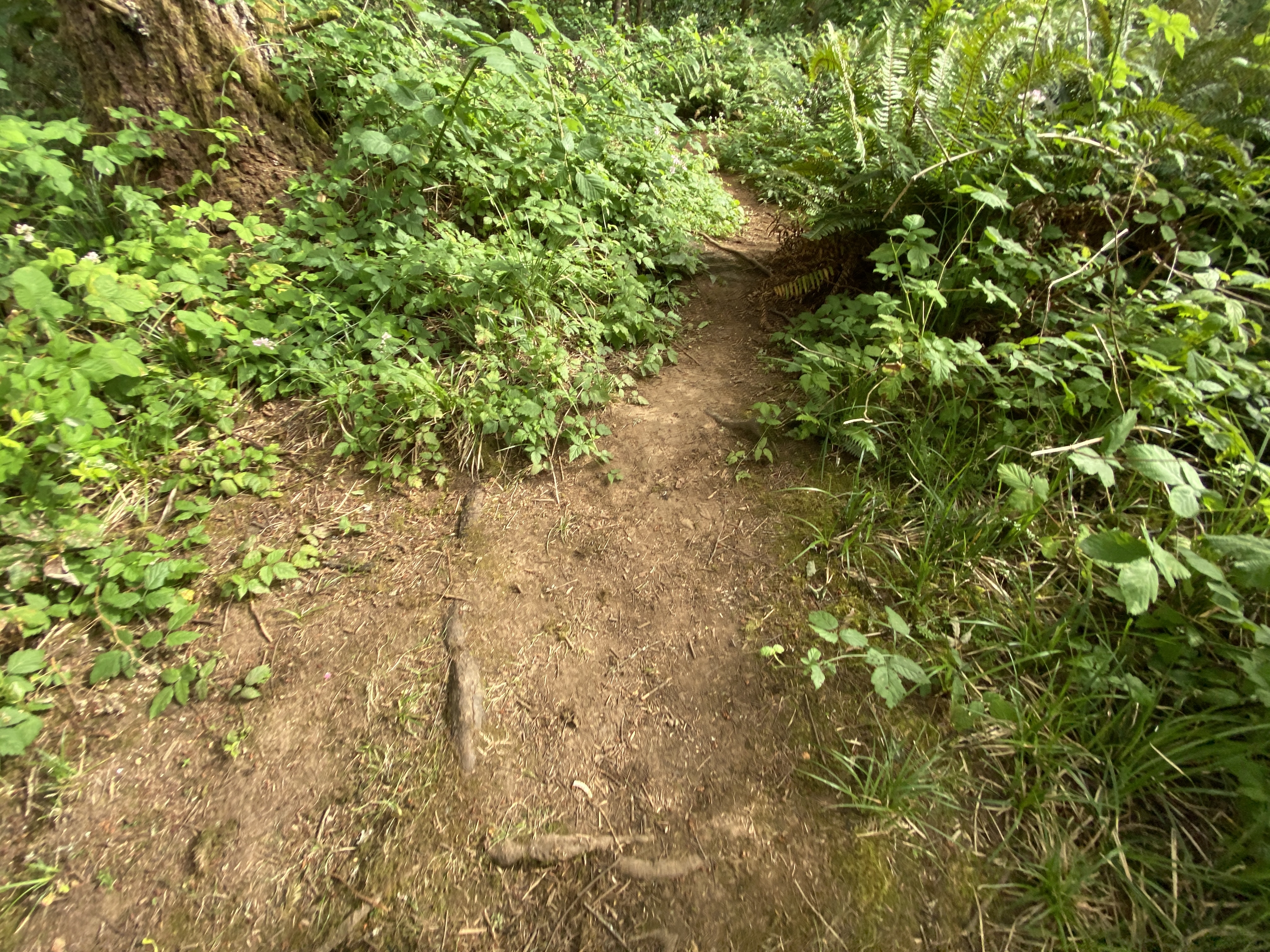 Hike Lacamas Heritage Trail