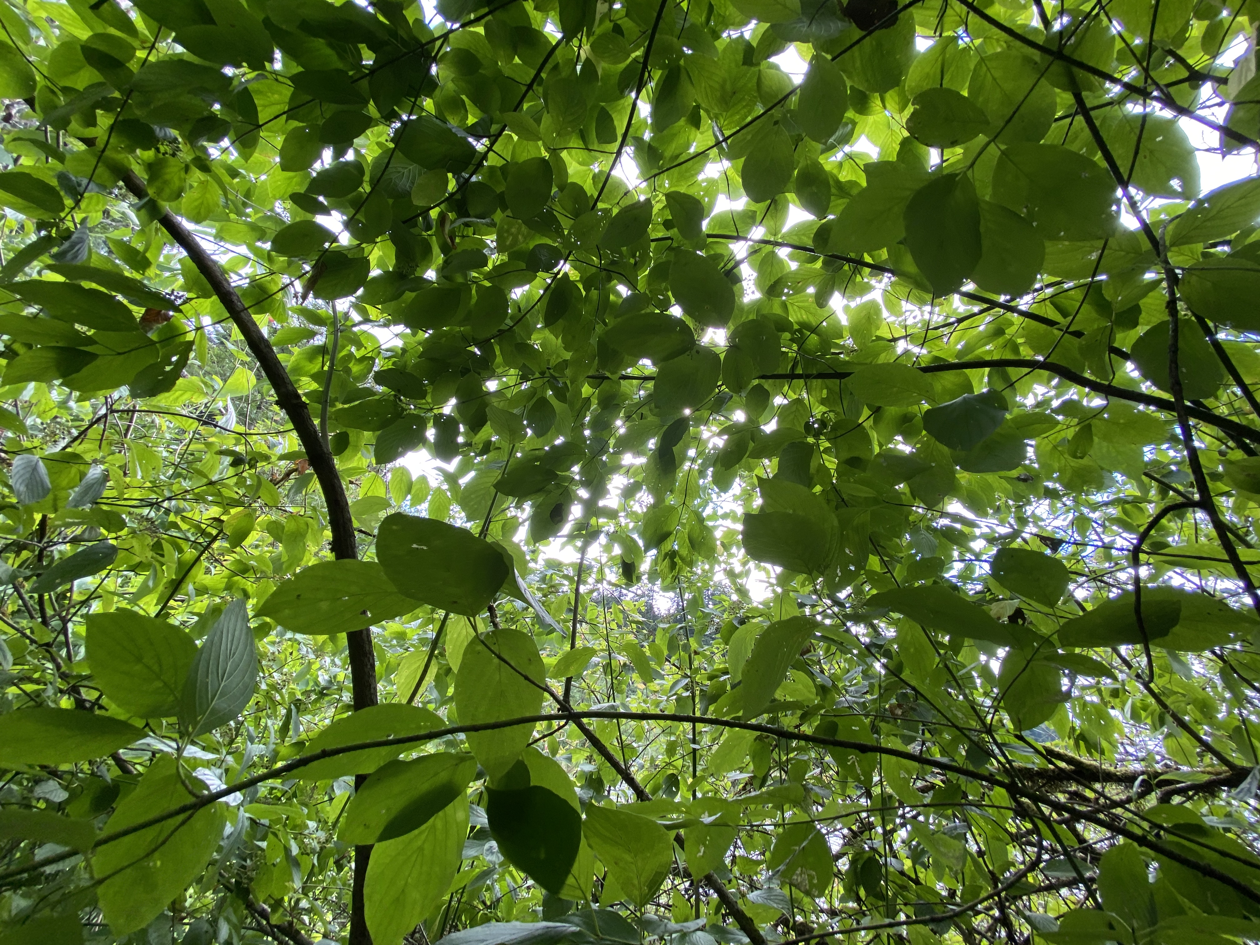 Hike Lacamas Heritage Trail