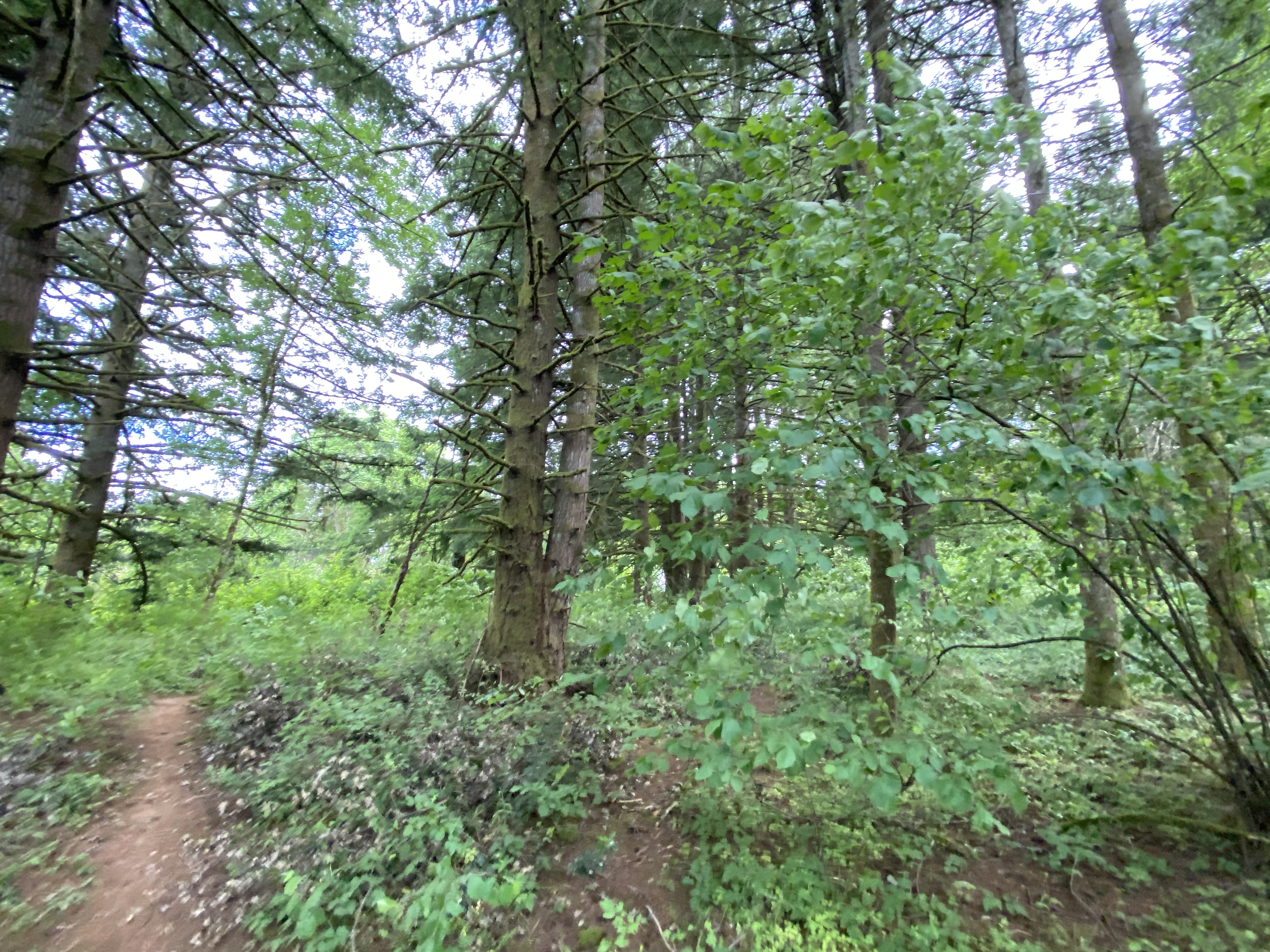 Hike Lacamas Heritage Trail