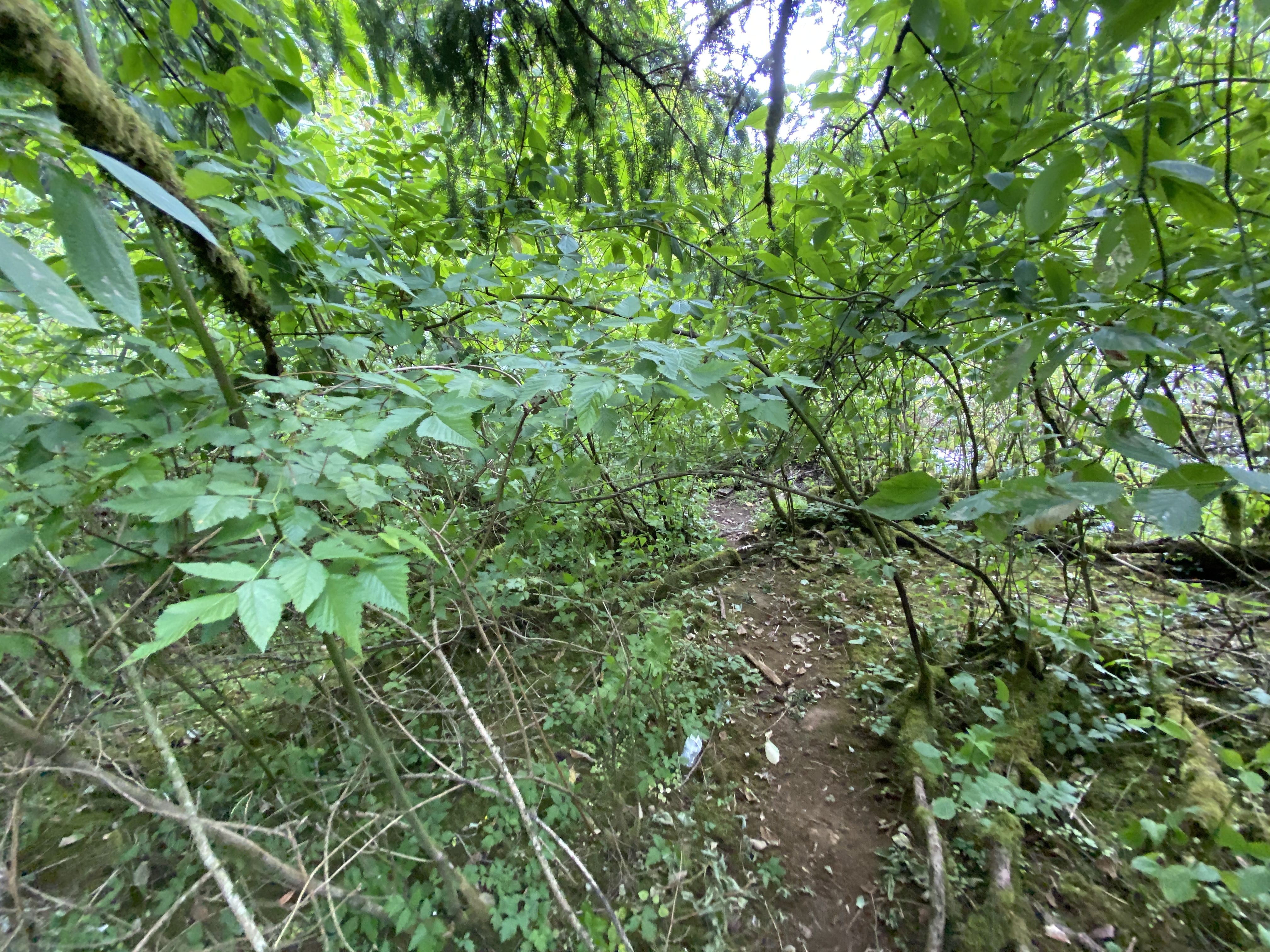 Hike Lacamas Heritage Trail