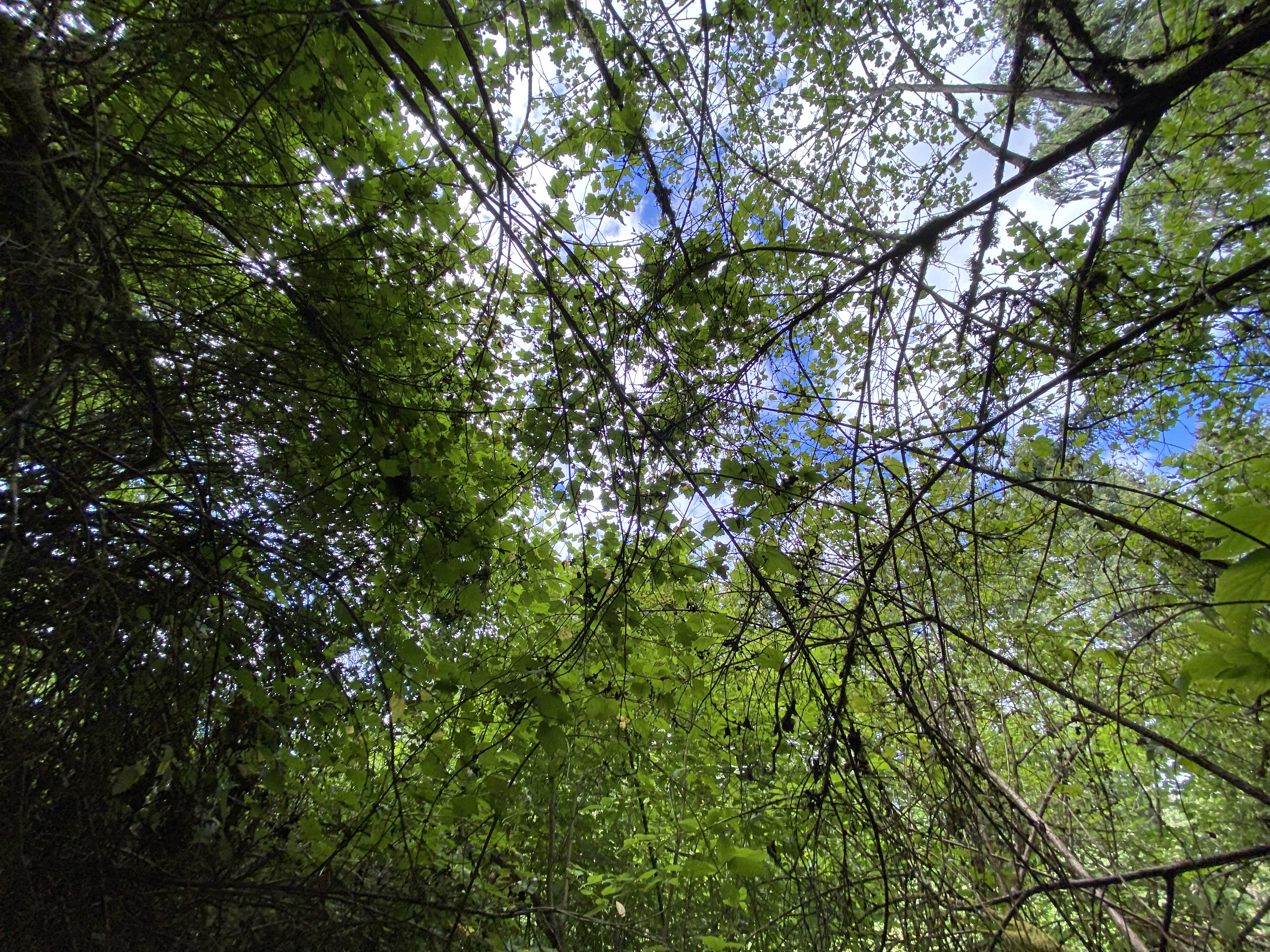 Hike Lacamas Heritage Trail