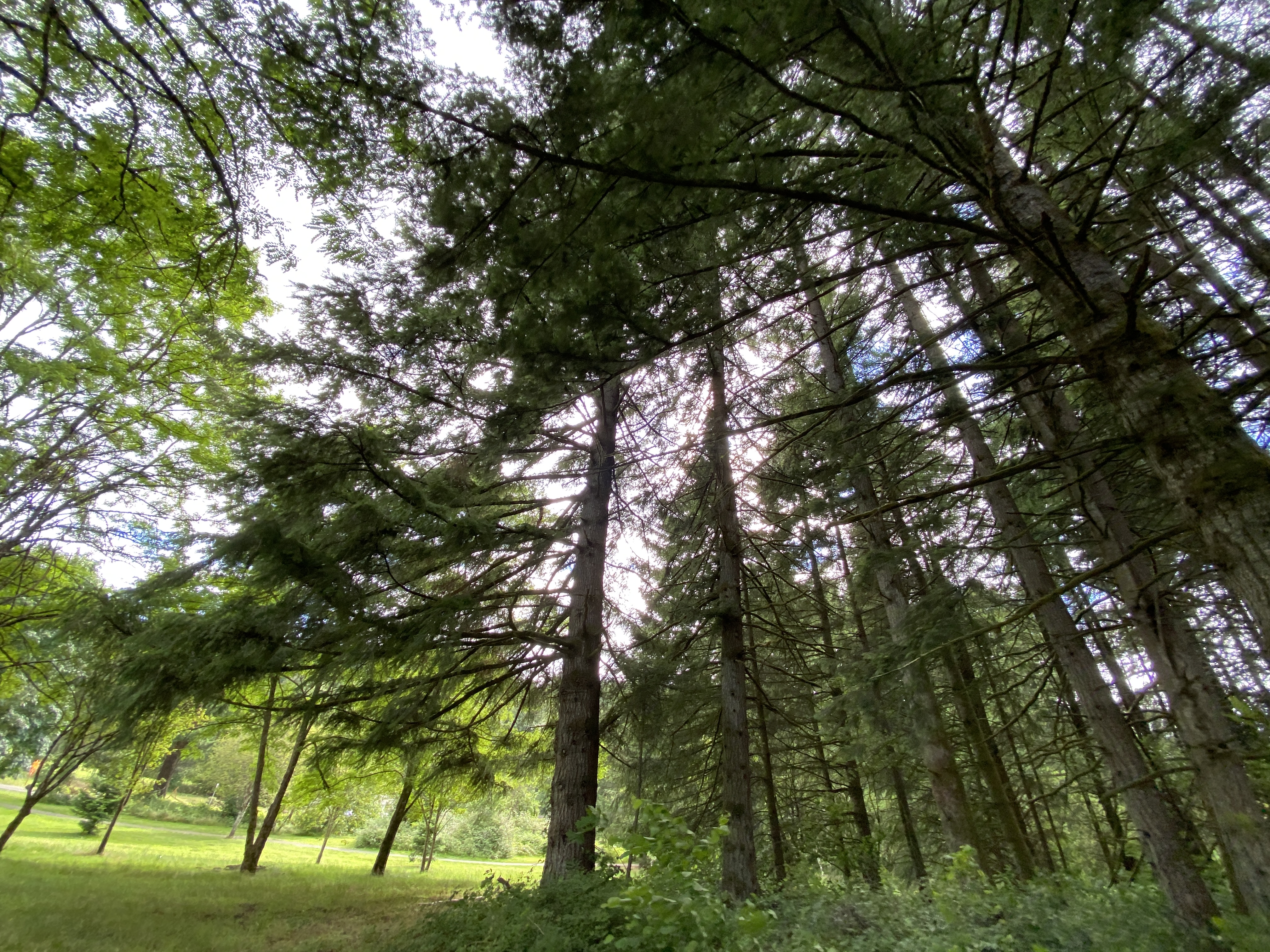 Hike Lacamas Heritage Trail