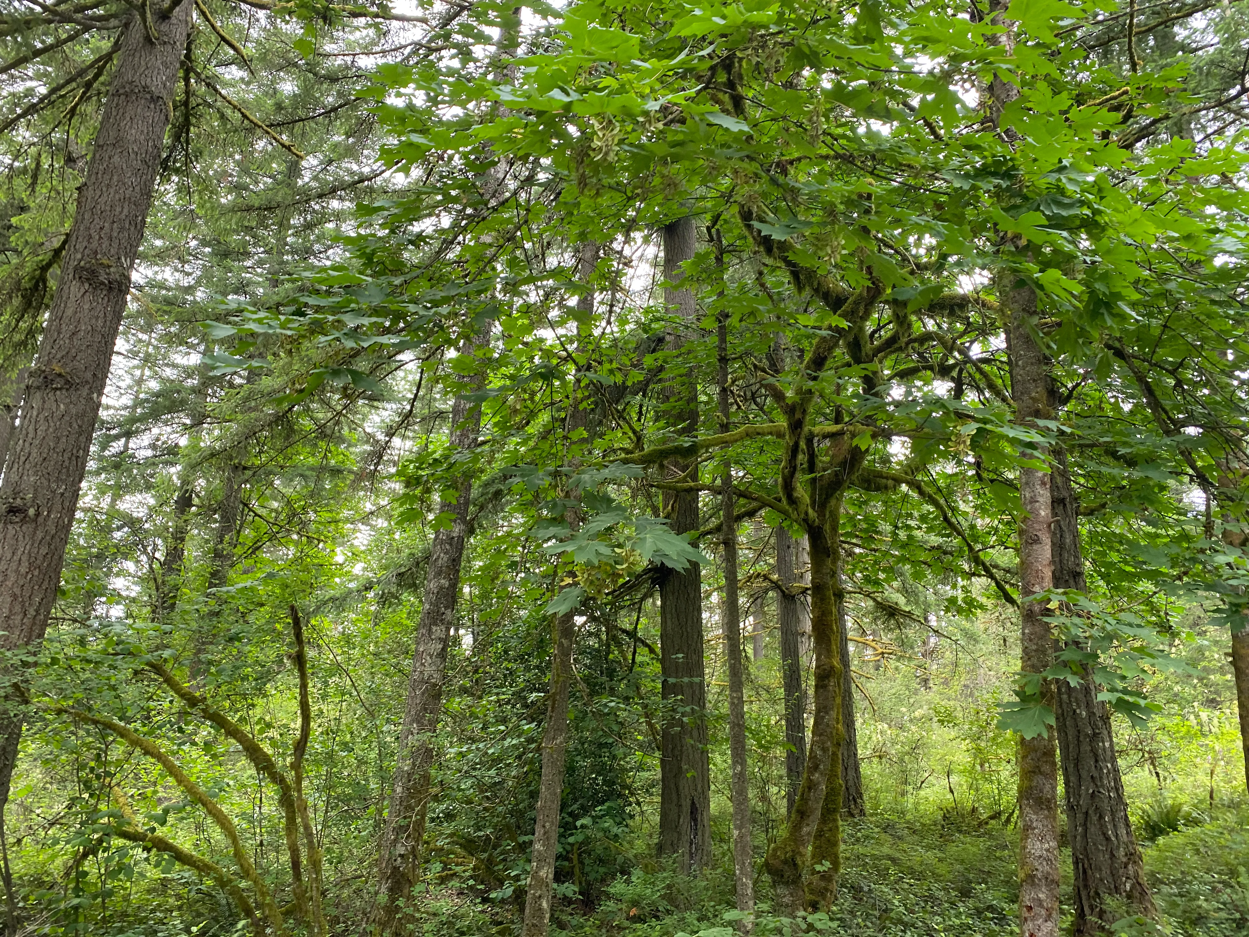 Round Lake Loop via Lacamas Creek