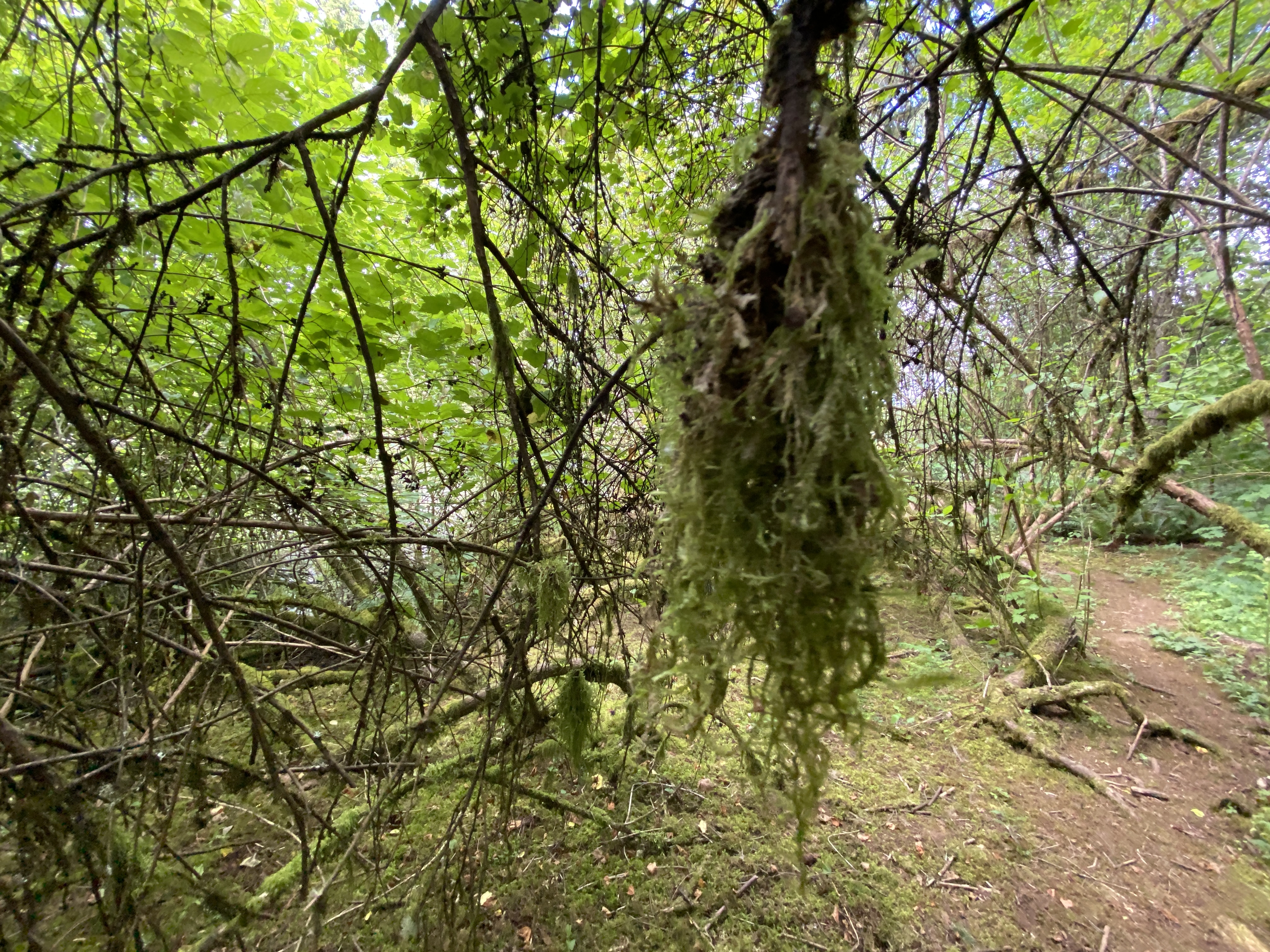 Hike Lacamas Heritage Trail