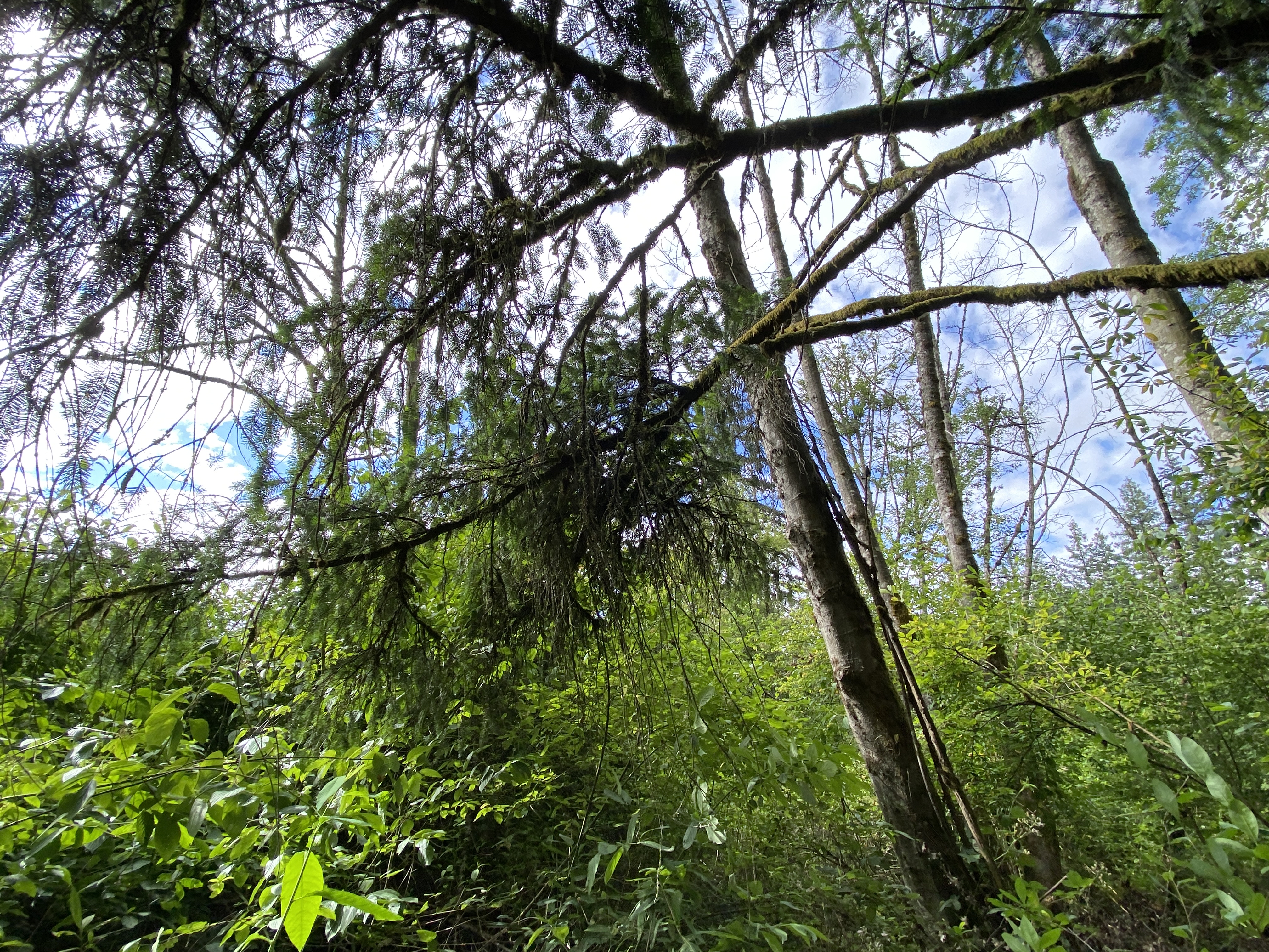 Hike Lacamas Heritage Trail
