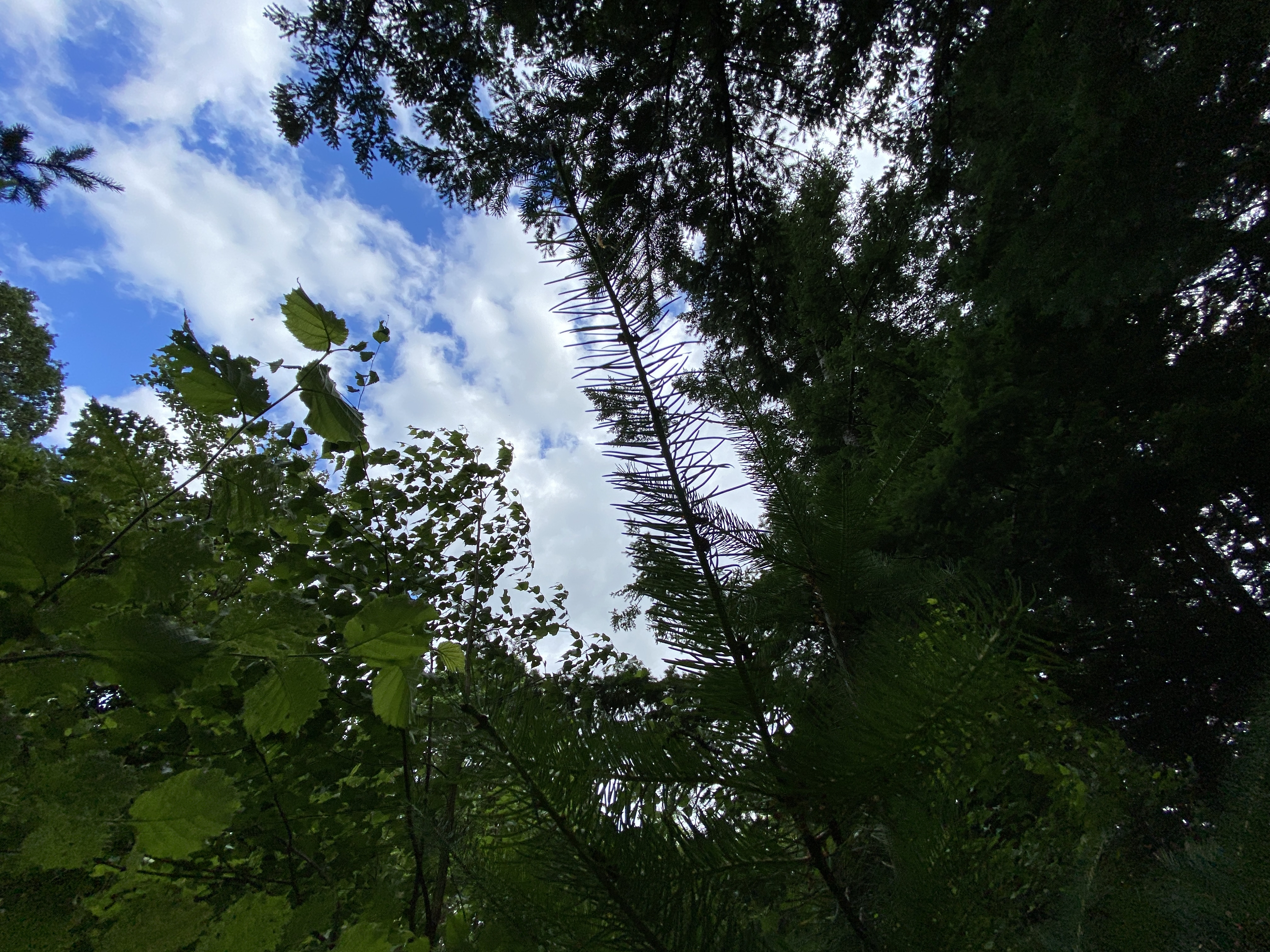 Hike Lacamas Heritage Trail