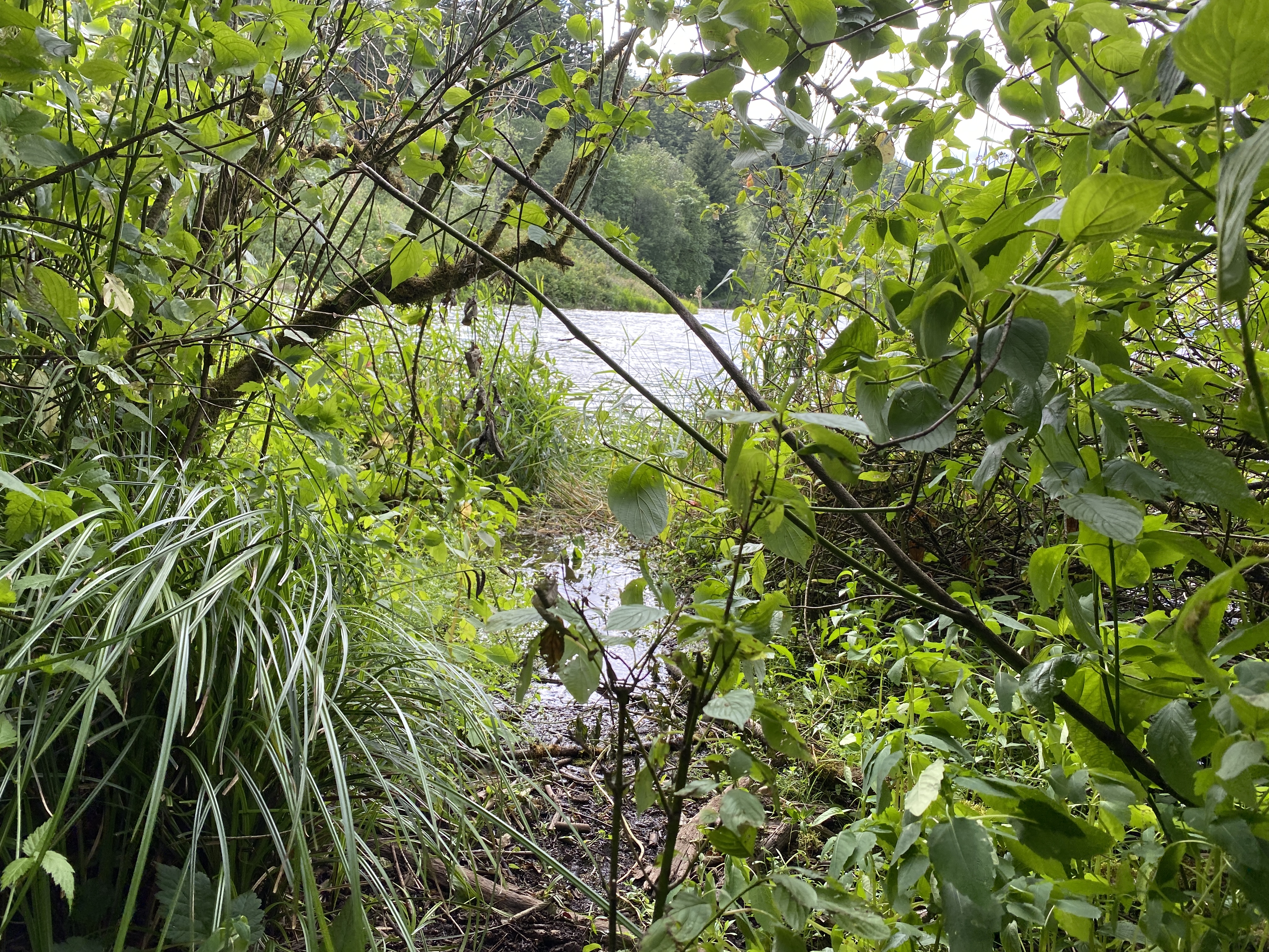 Hike Lacamas Heritage Trail