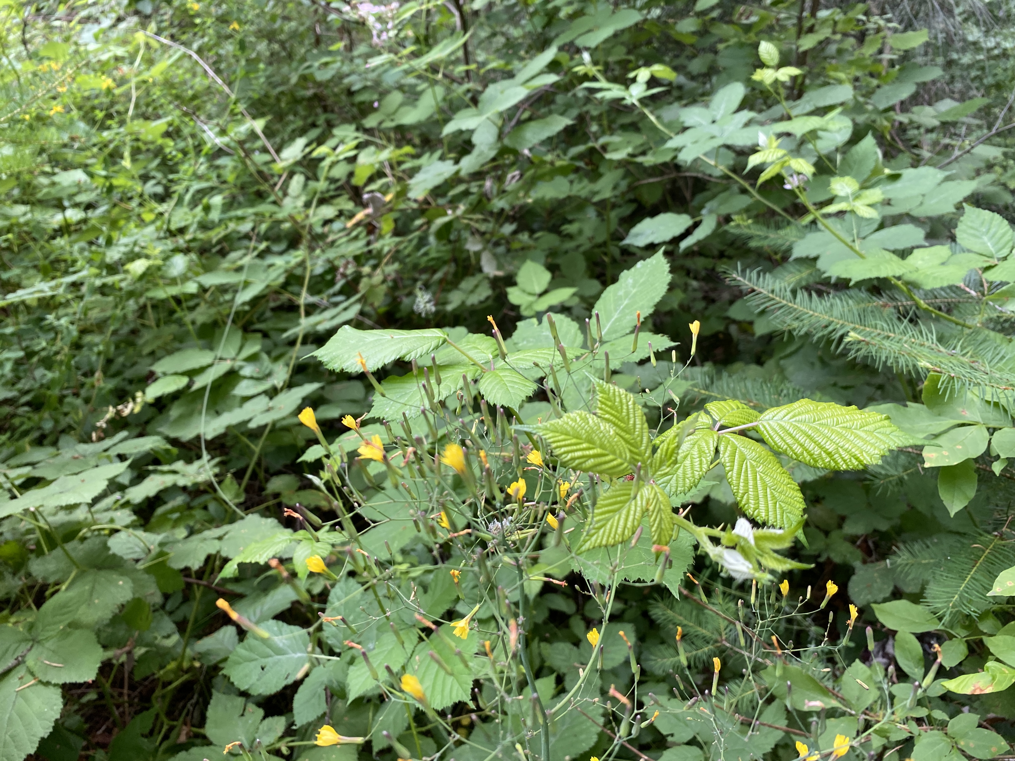 Hike Lacamas Heritage Trail