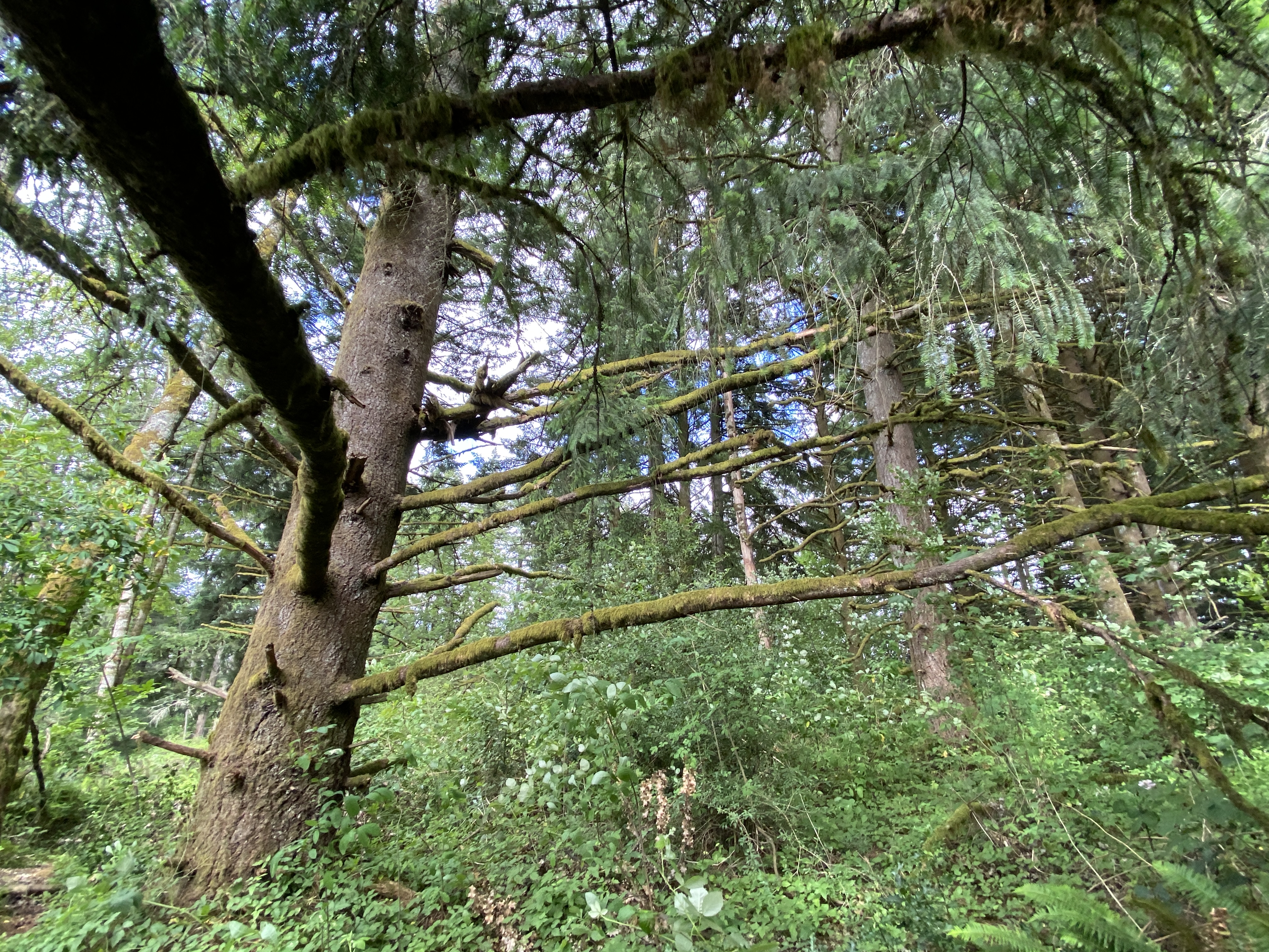 Hike Lacamas Heritage Trail