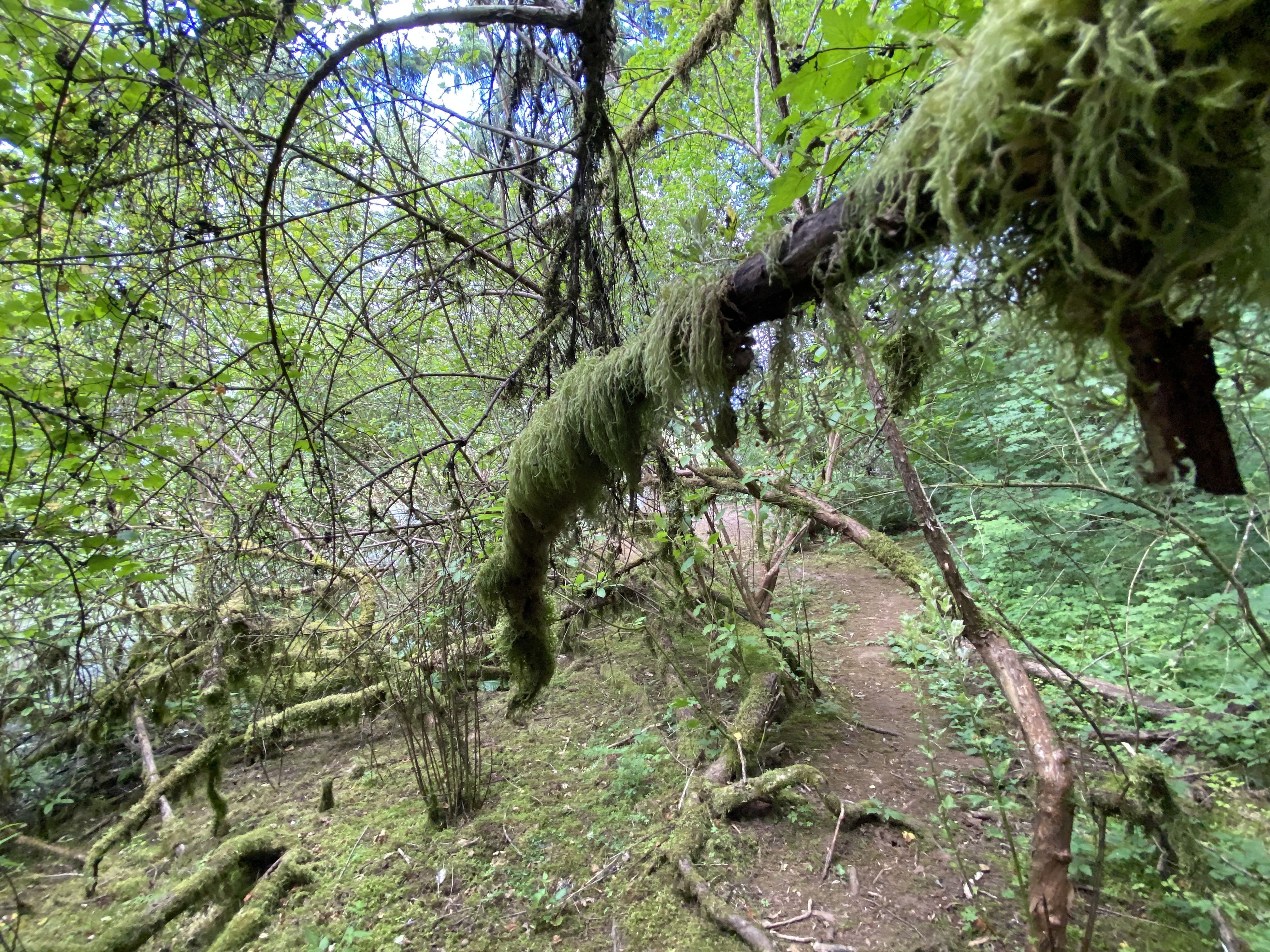 Hike Lacamas Heritage Trail