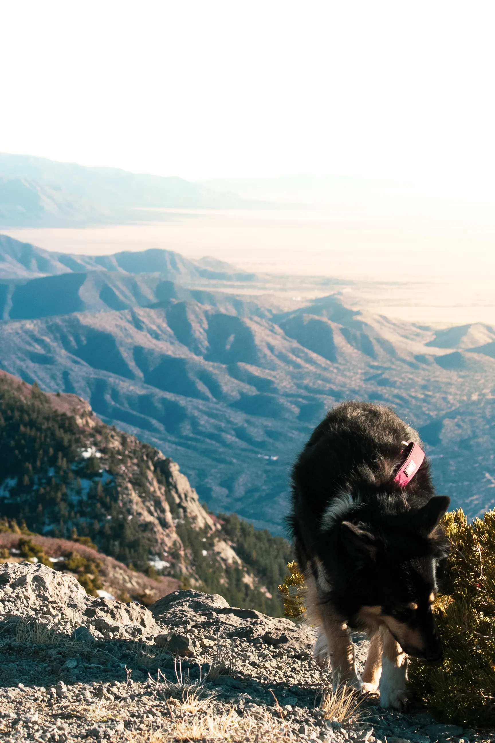 Sandia Crest Trail