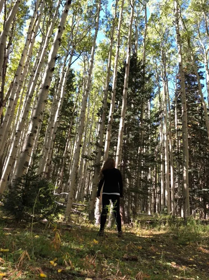 Hike Inner Basin Trail #29