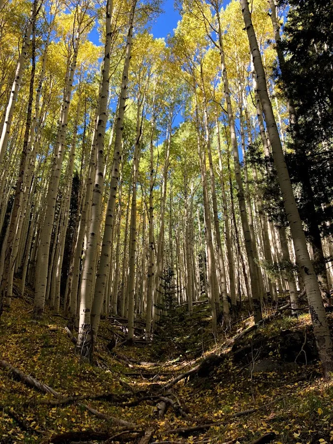 Hike Inner Basin Trail #29
