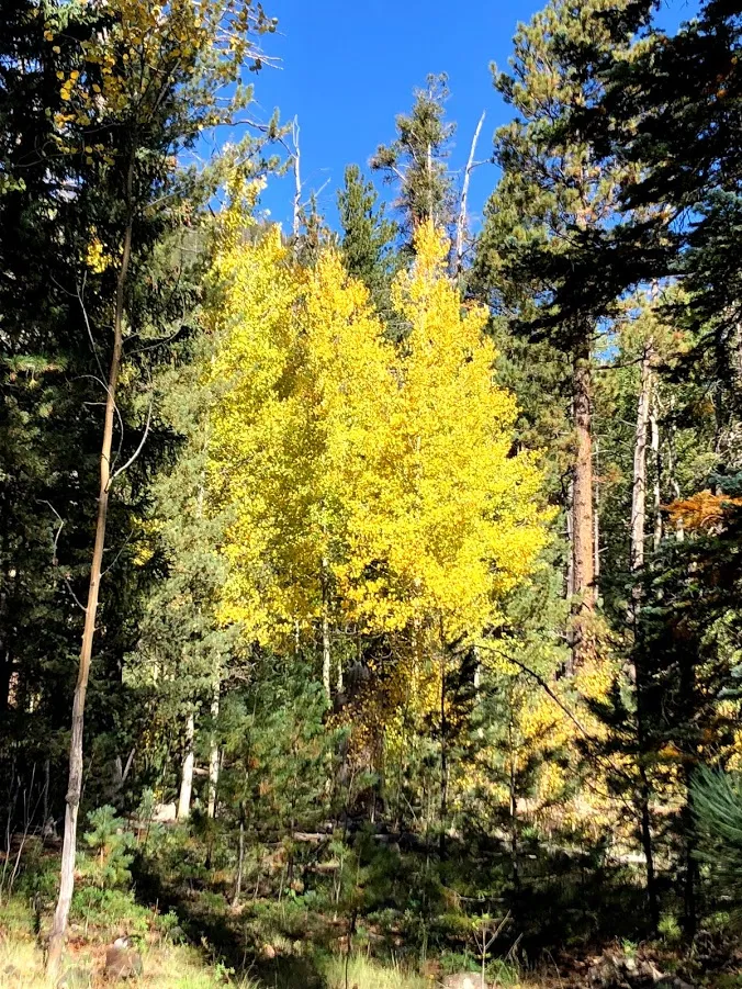 Hike Inner Basin Trail #29