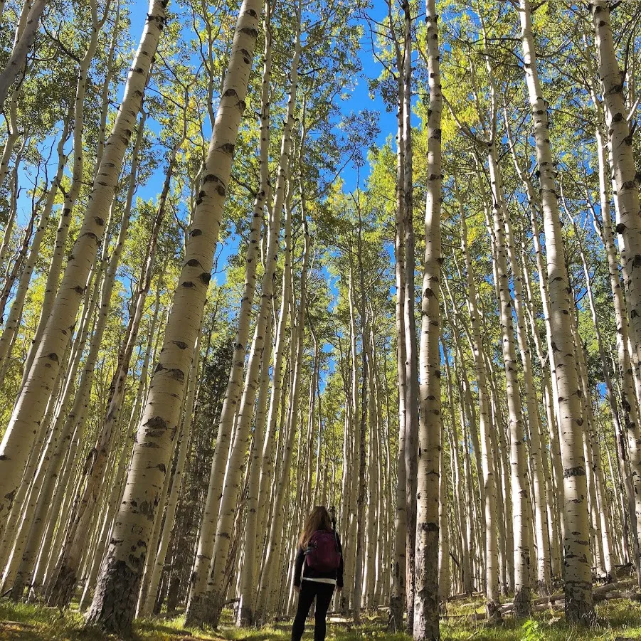 Hike Inner Basin Trail #29