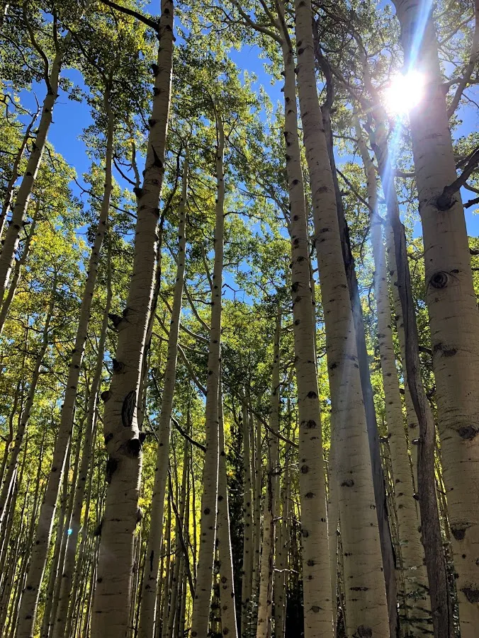 Hike Inner Basin Trail #29