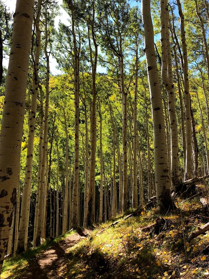 Hike Inner Basin Trail #29