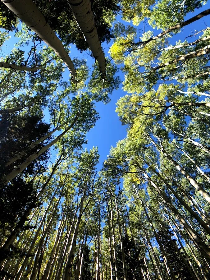 Hike Inner Basin Trail #29
