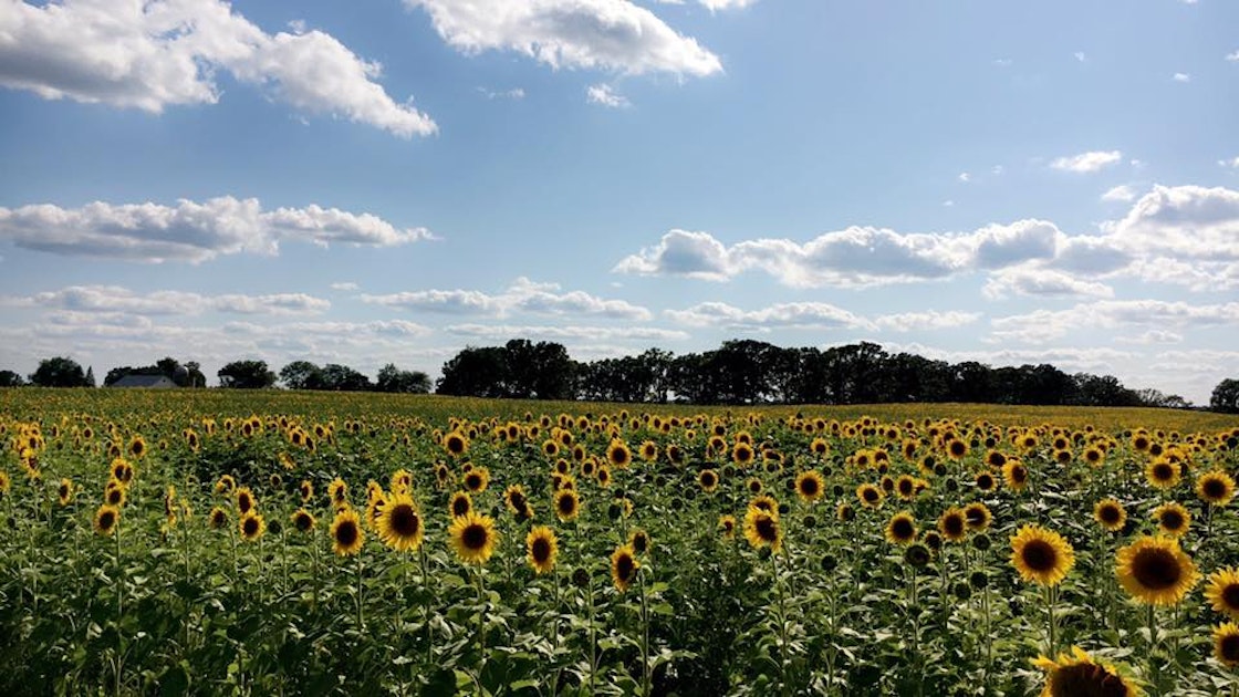 3 InstagramWorthy Sunflower Fields in Wisconsin