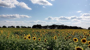 3 Instagram-Worthy Sunflower Fields in Wisconsin