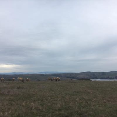 Tomales Point Trail, Pt. Reyes National Seashore