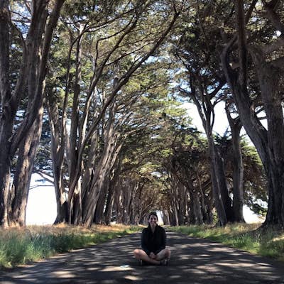 Photograph the Cypress Tree Tunnel in Point Reyes