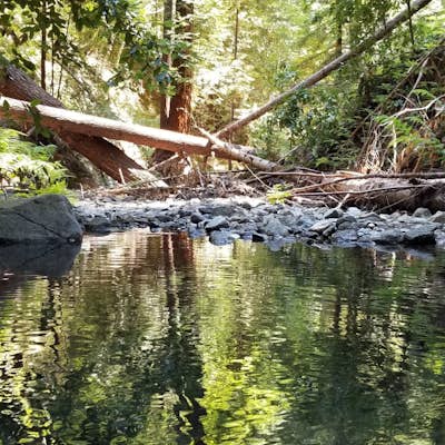 Hike Fall Creek at Henry Cowell SP