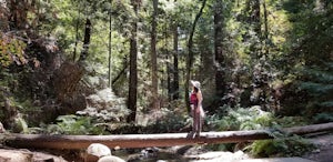 Hike Fall Creek at Henry Cowell SP