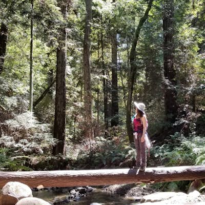 Hike Fall Creek at Henry Cowell SP