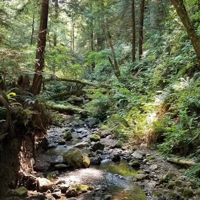 Hike Whittemore Gulch at Purisima Creek Redwoods OSP 